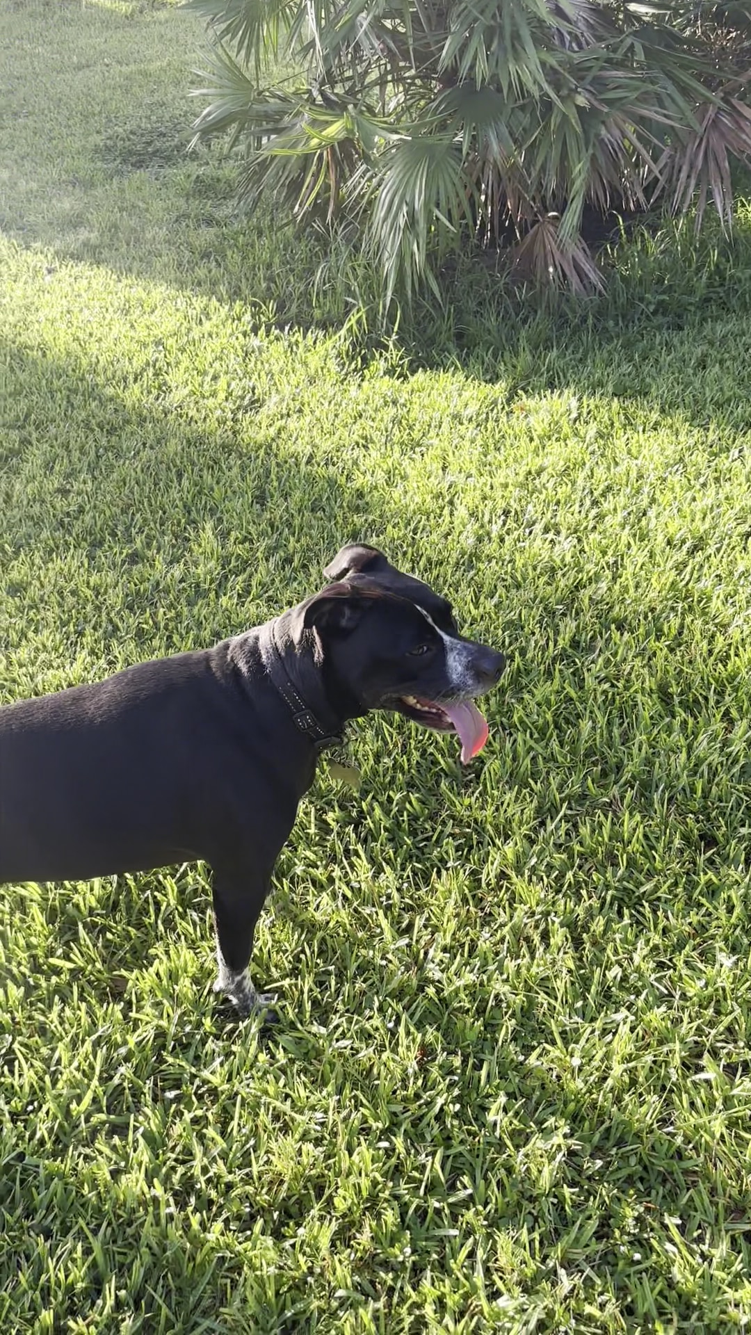 Barnett Dog park - Pine Hills, FL
