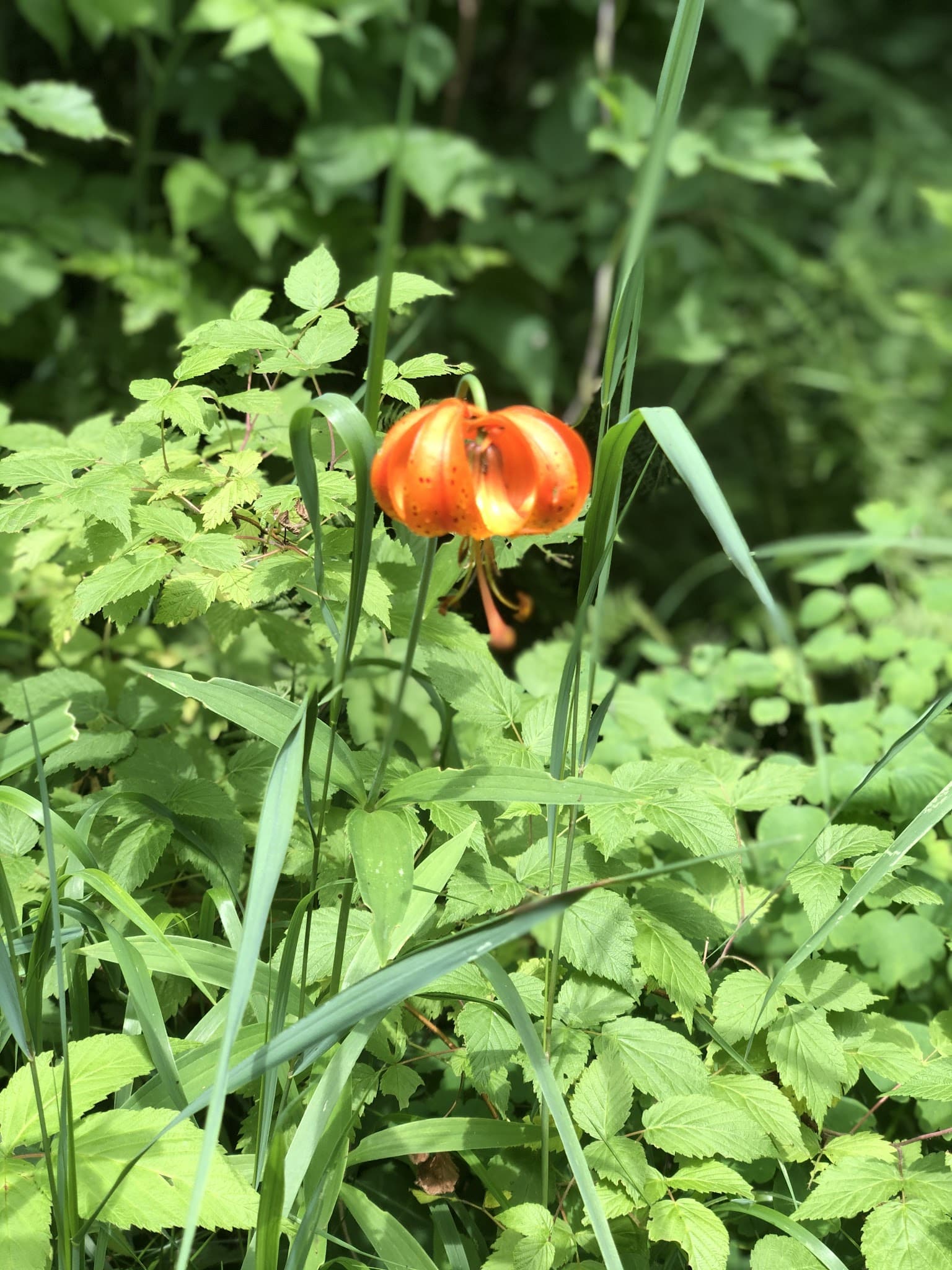 Blueberry Bog Trail - Pine River, MN