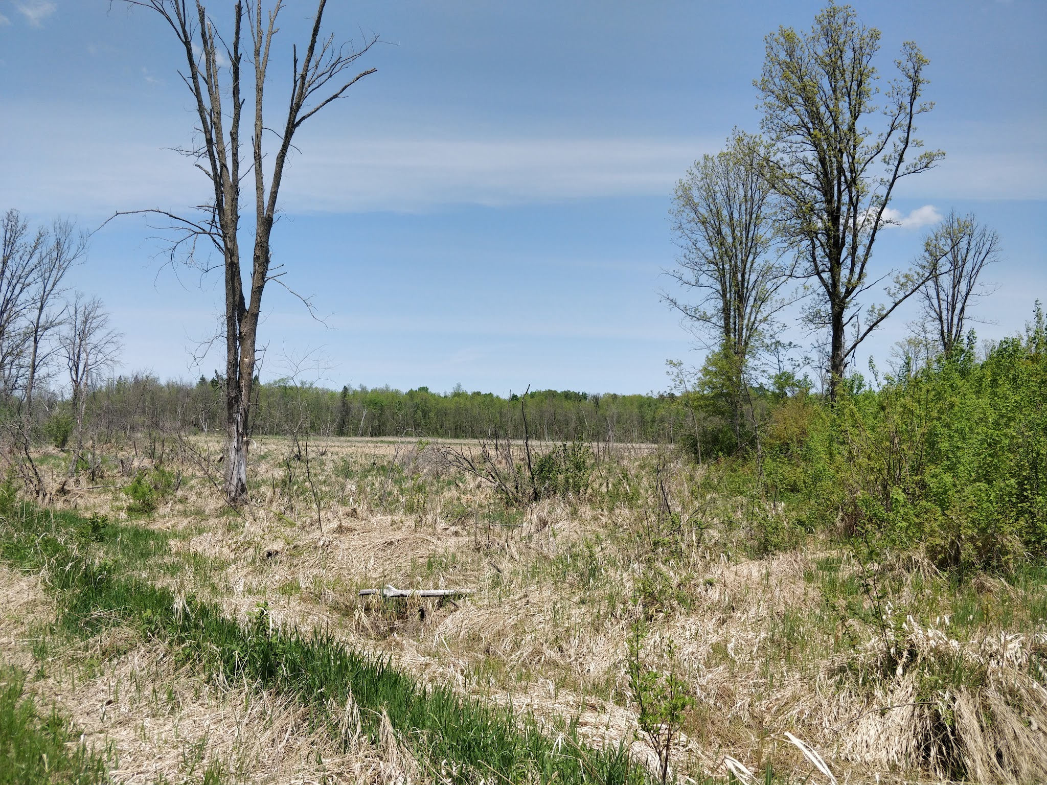 Blueberry Bog Trail - Pine River, MN
