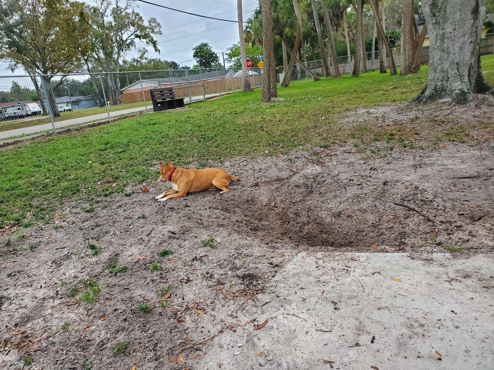 Broderick Dog Park - Pinellas Park, FL