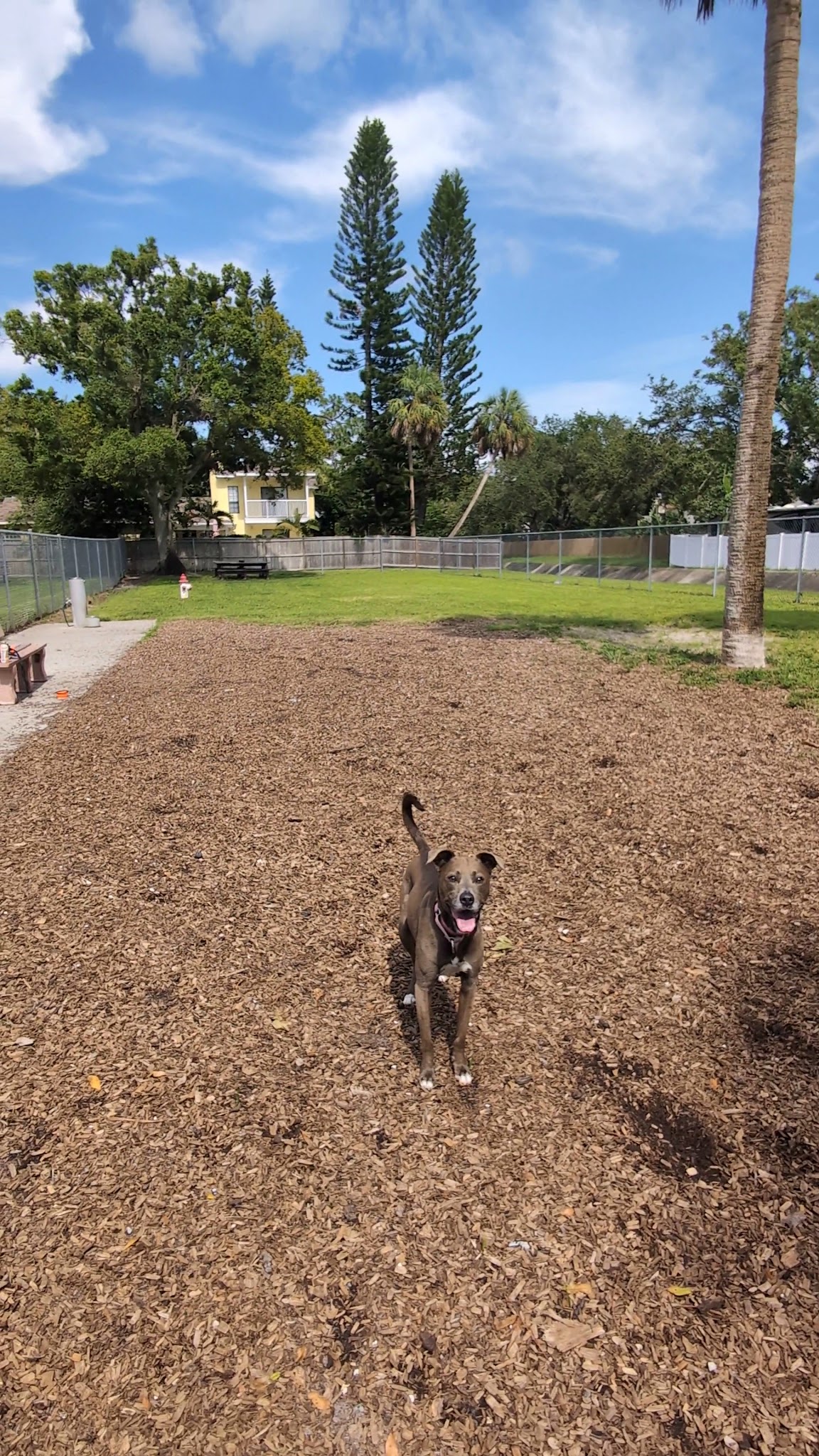 Broderick Dog Park - Pinellas Park, FL