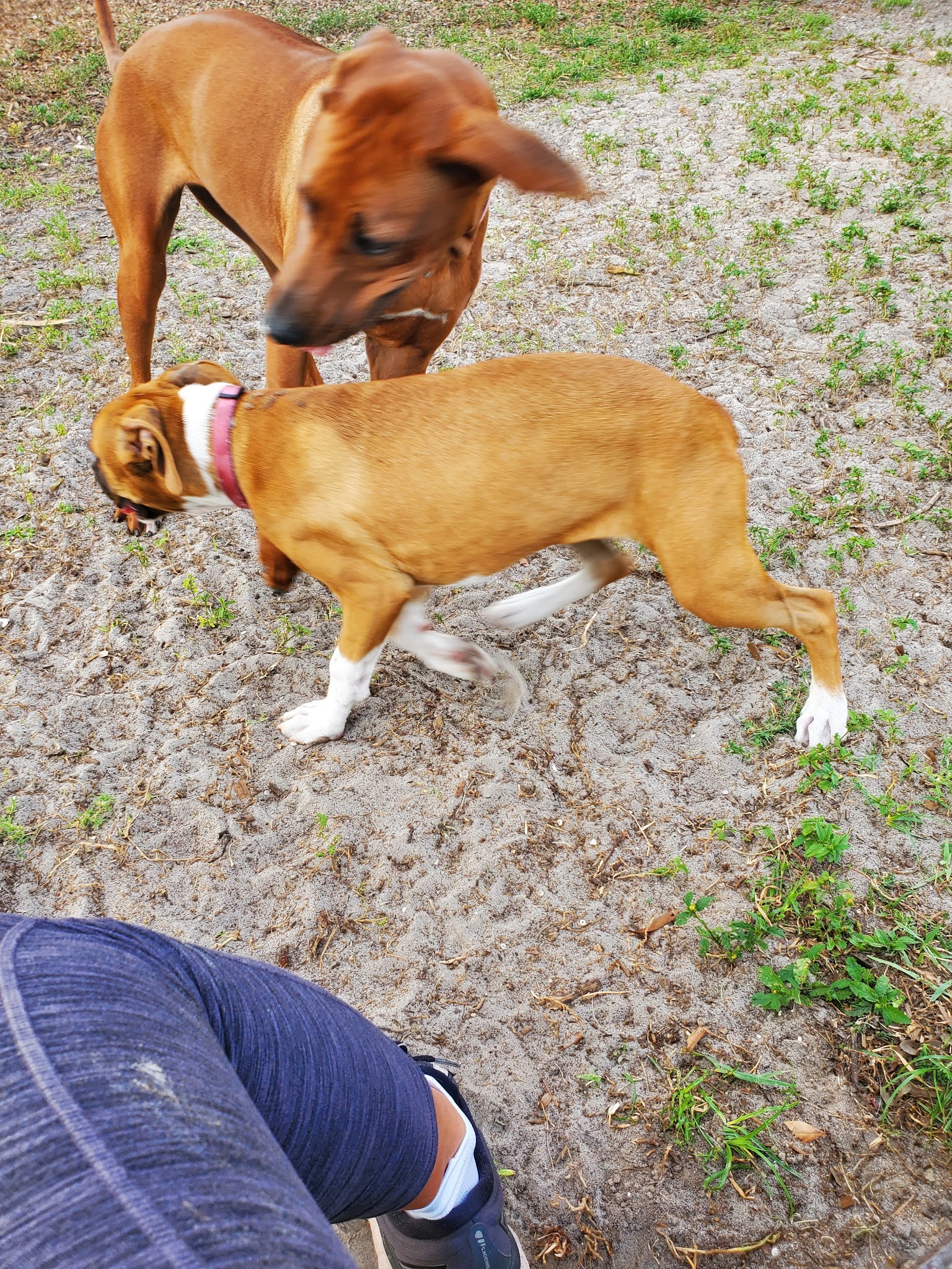 Broderick Dog Park - Pinellas Park, FL