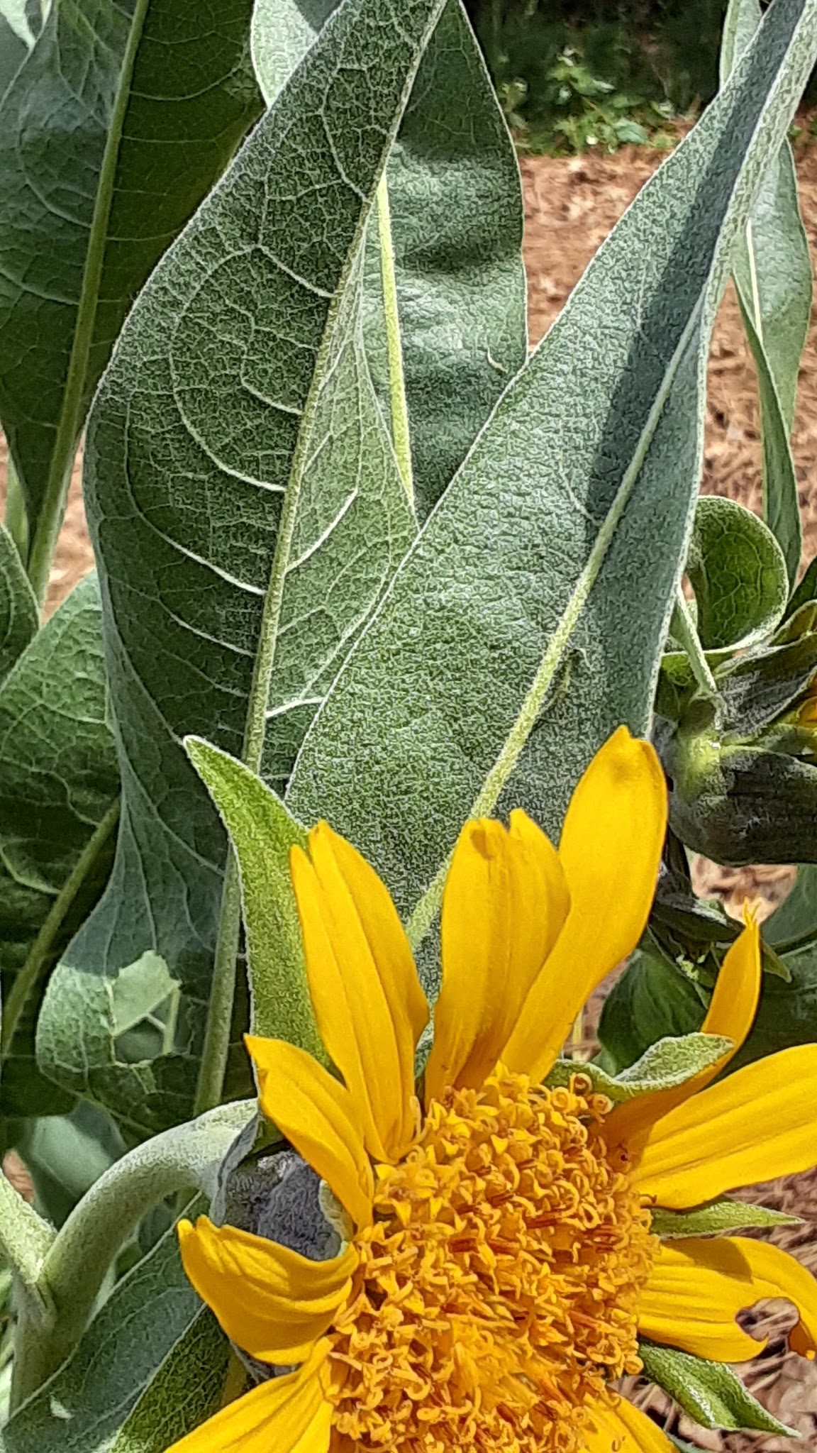 Pioneer Park - Pioneer, CA