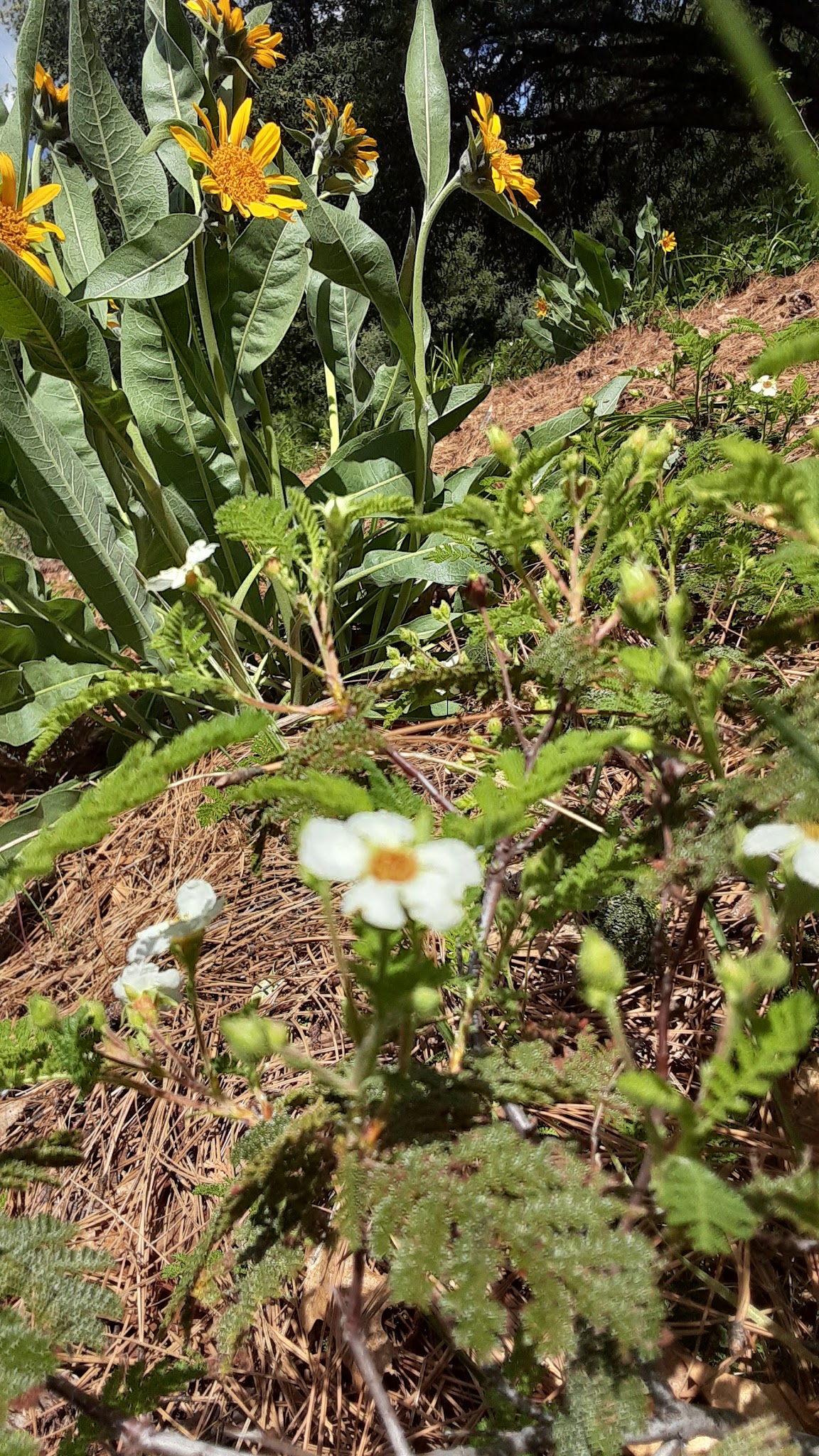 Pioneer Park - Pioneer, CA