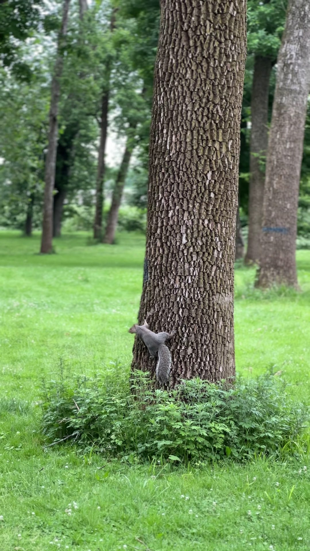 Johnson Park - Grove 5 - Piscataway, NJ