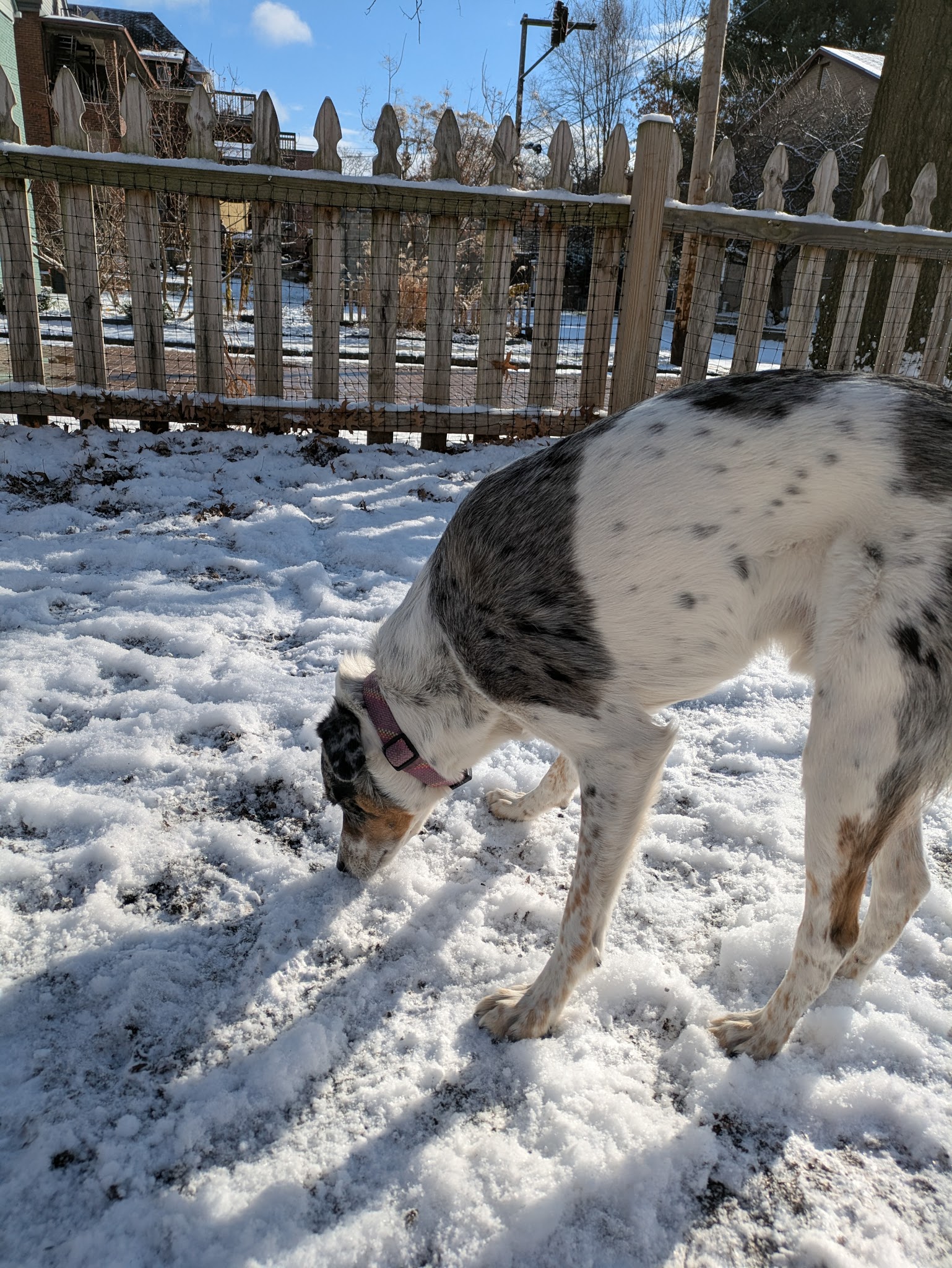 Dog Park - Pittsburgh, PA