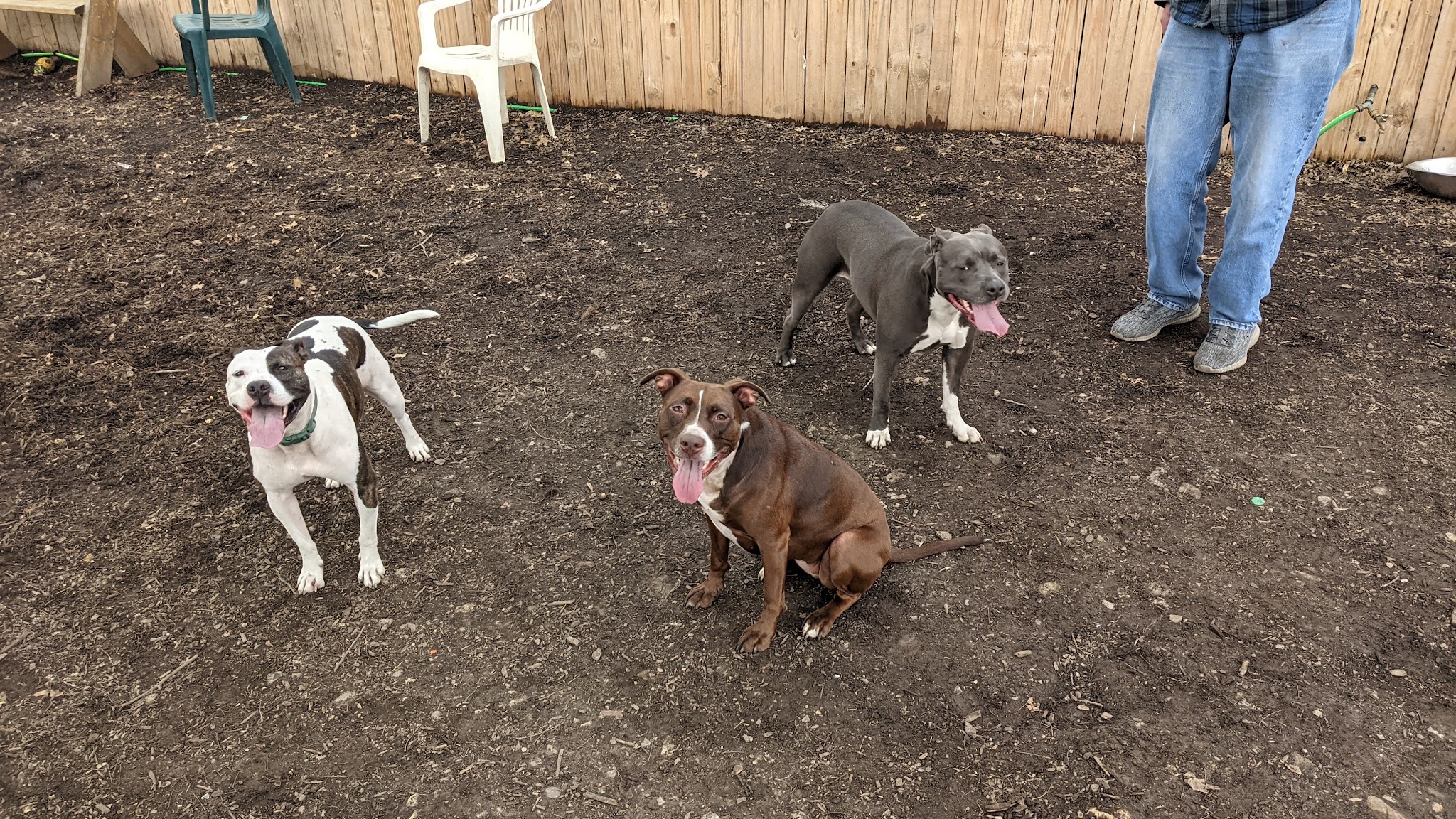 Dog Park - Pittsburgh, PA