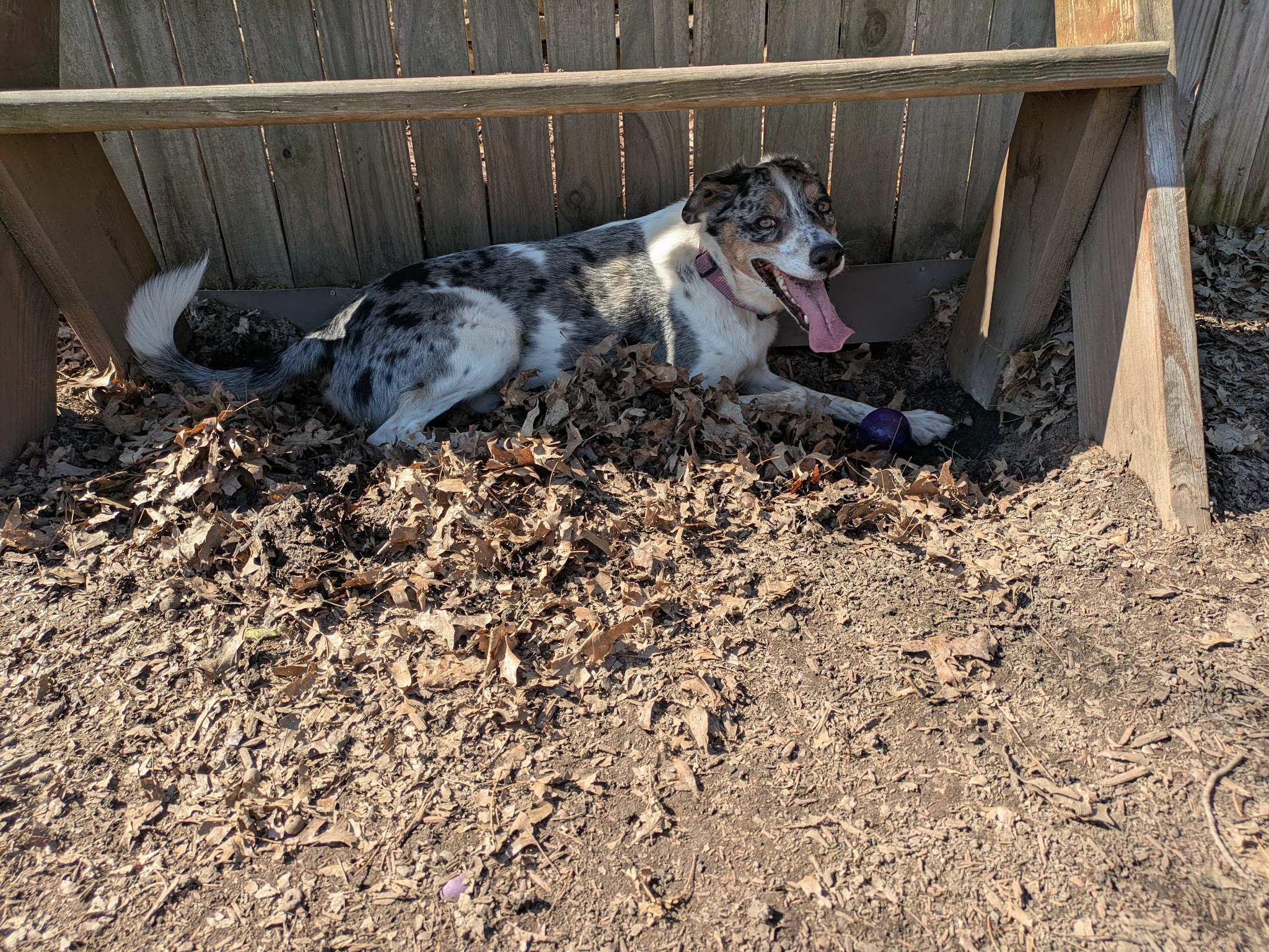Dog Park - Pittsburgh, PA