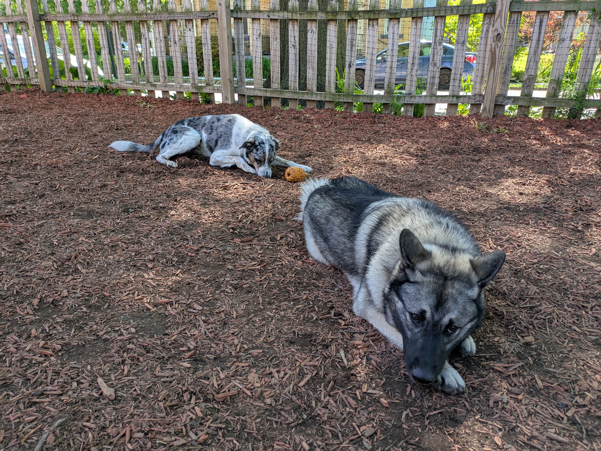 Dog Park - Pittsburgh, PA