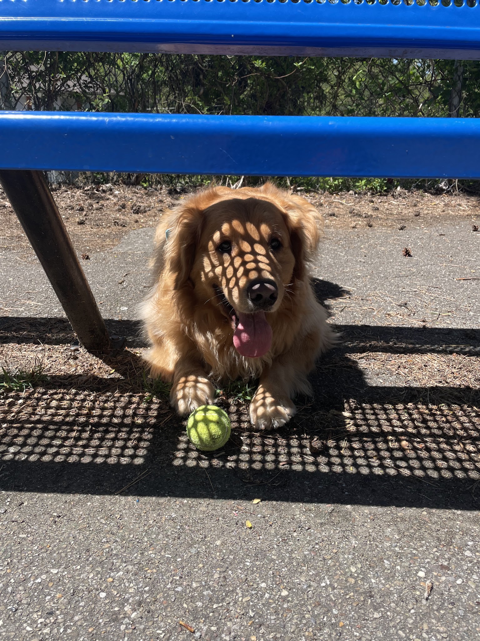 Dormont Dog Park - Pittsburgh, PA
