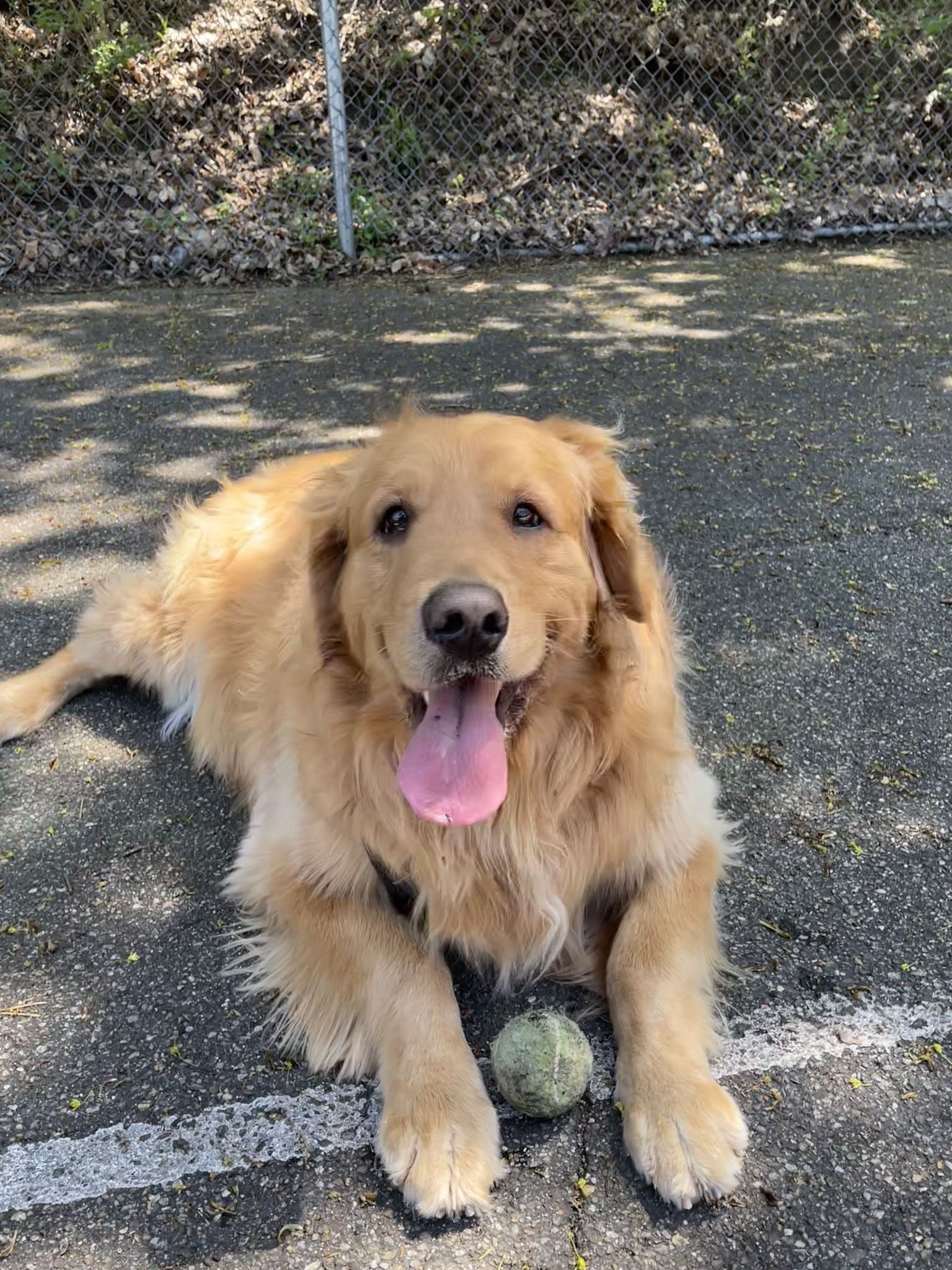 Dormont Dog Park - Pittsburgh, PA