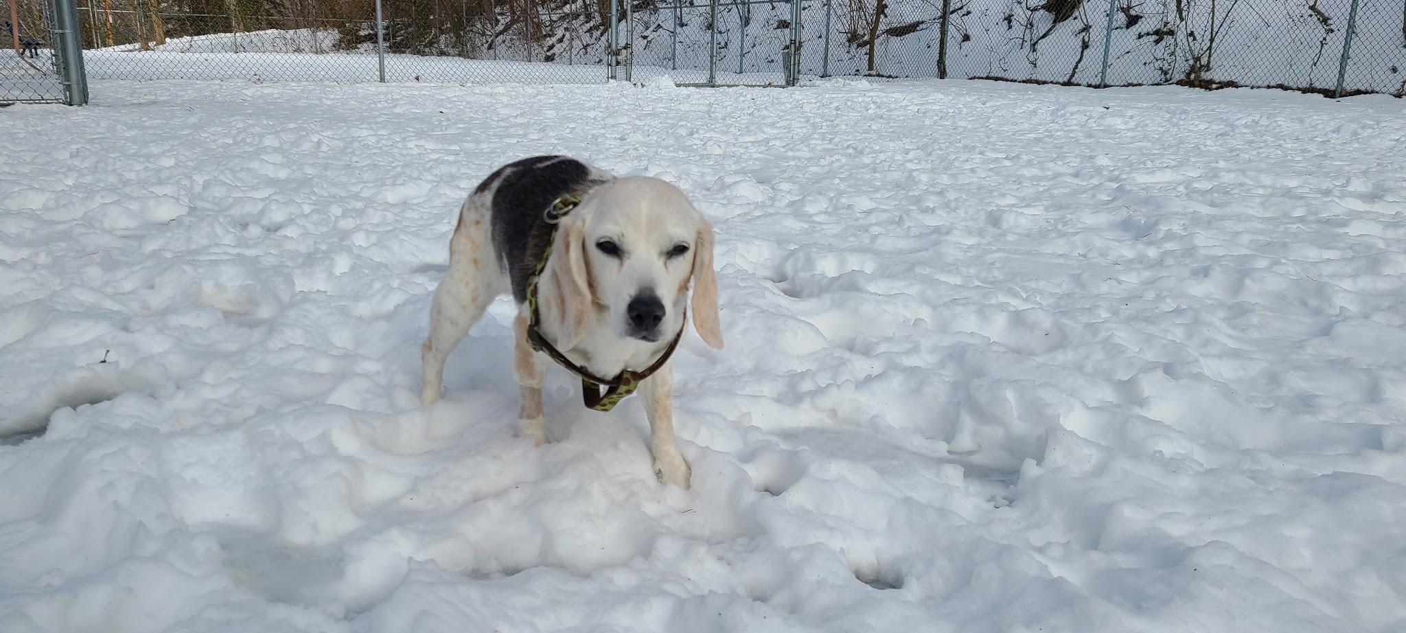 Dormont Dog Park - Pittsburgh, PA