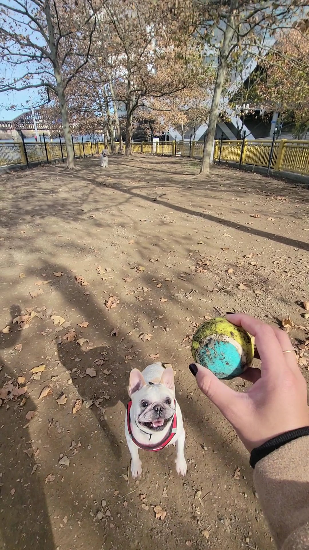 Downtown Dog Park - Pittsburgh, PA