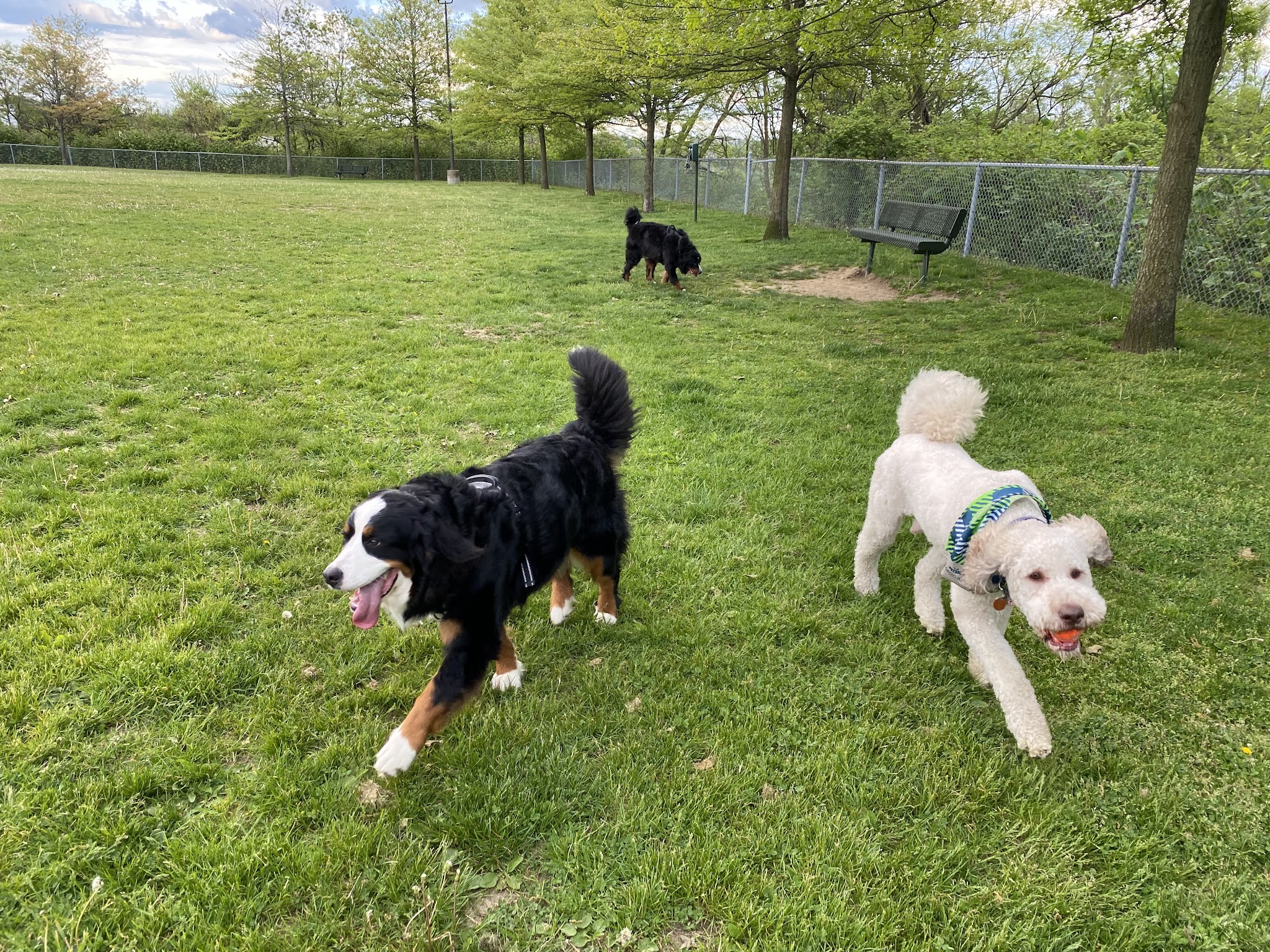 Green Tree Dog Park (Restricted, Residents Only) - Pittsburgh, PA