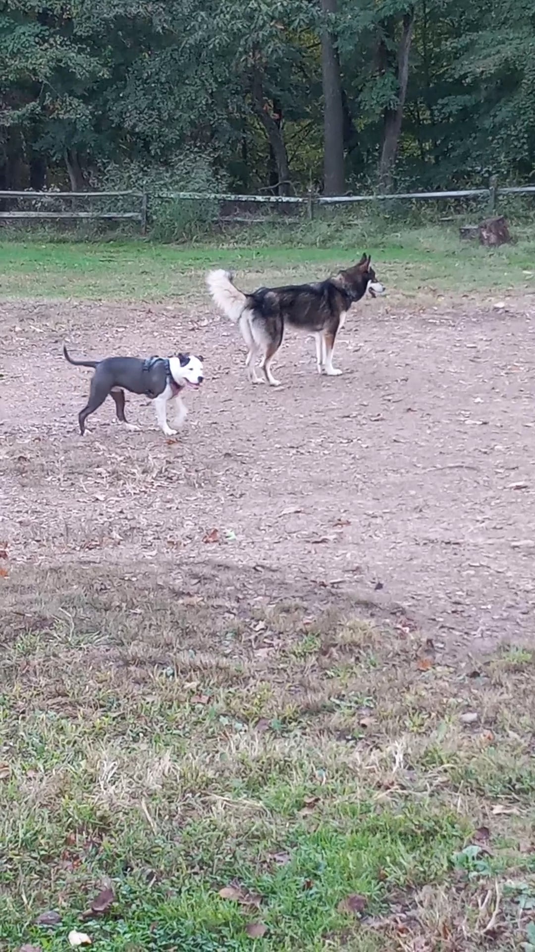 Riverview Dog Park - Pittsburgh, PA
