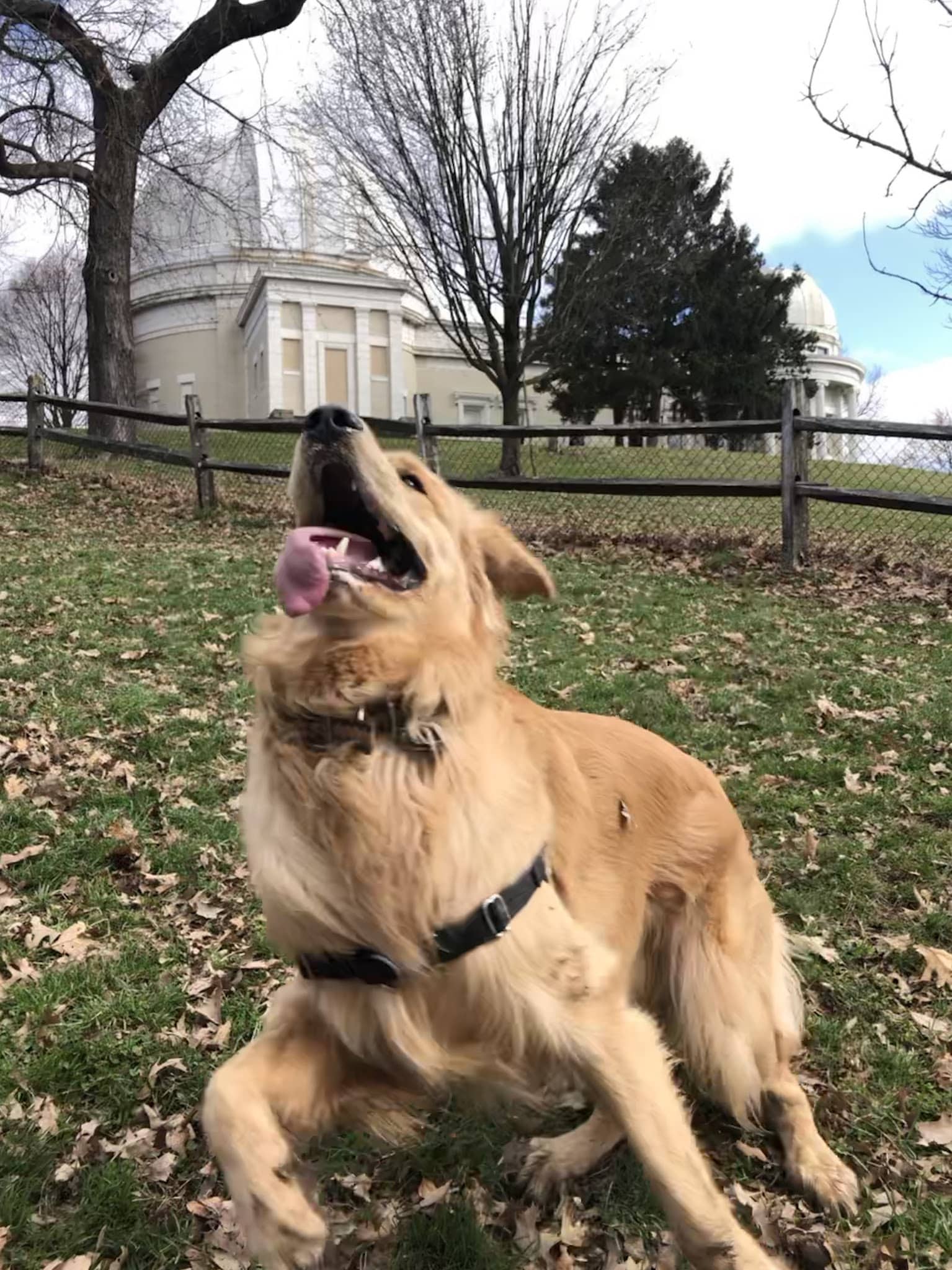 Riverview Dog Park - Pittsburgh, PA