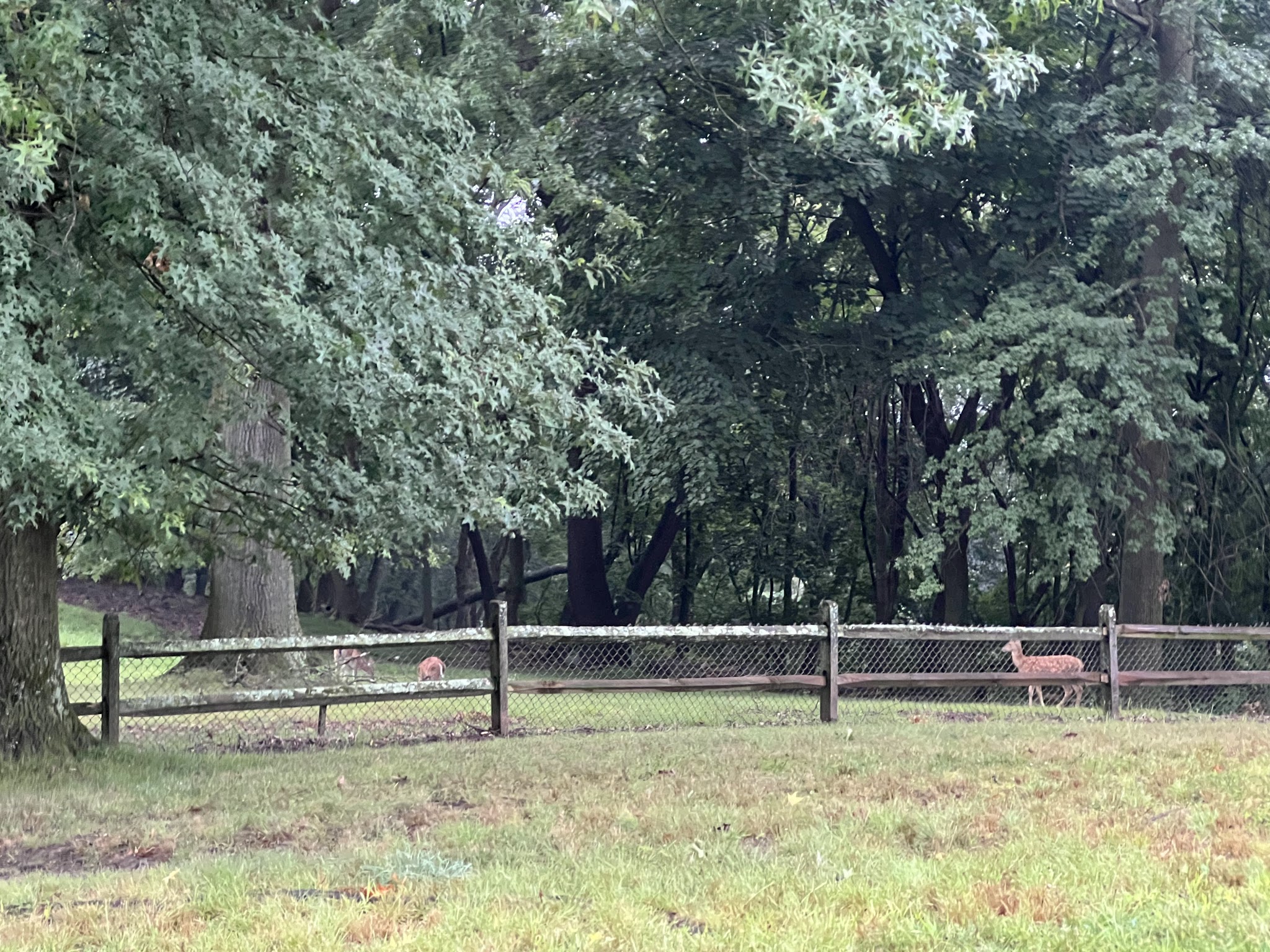 Riverview Dog Park - Pittsburgh, PA