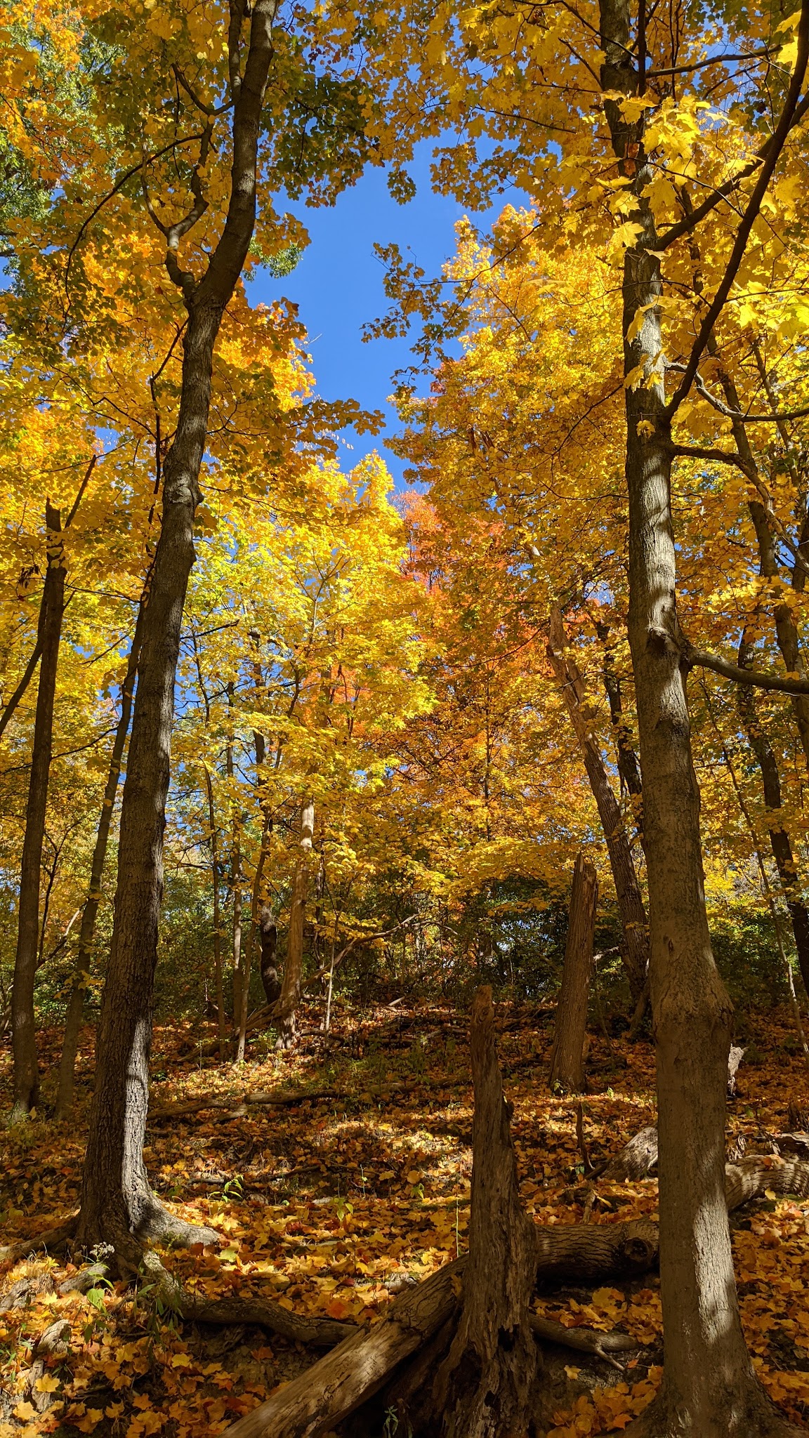 Robb Hollow Park - Pittsburgh, PA
