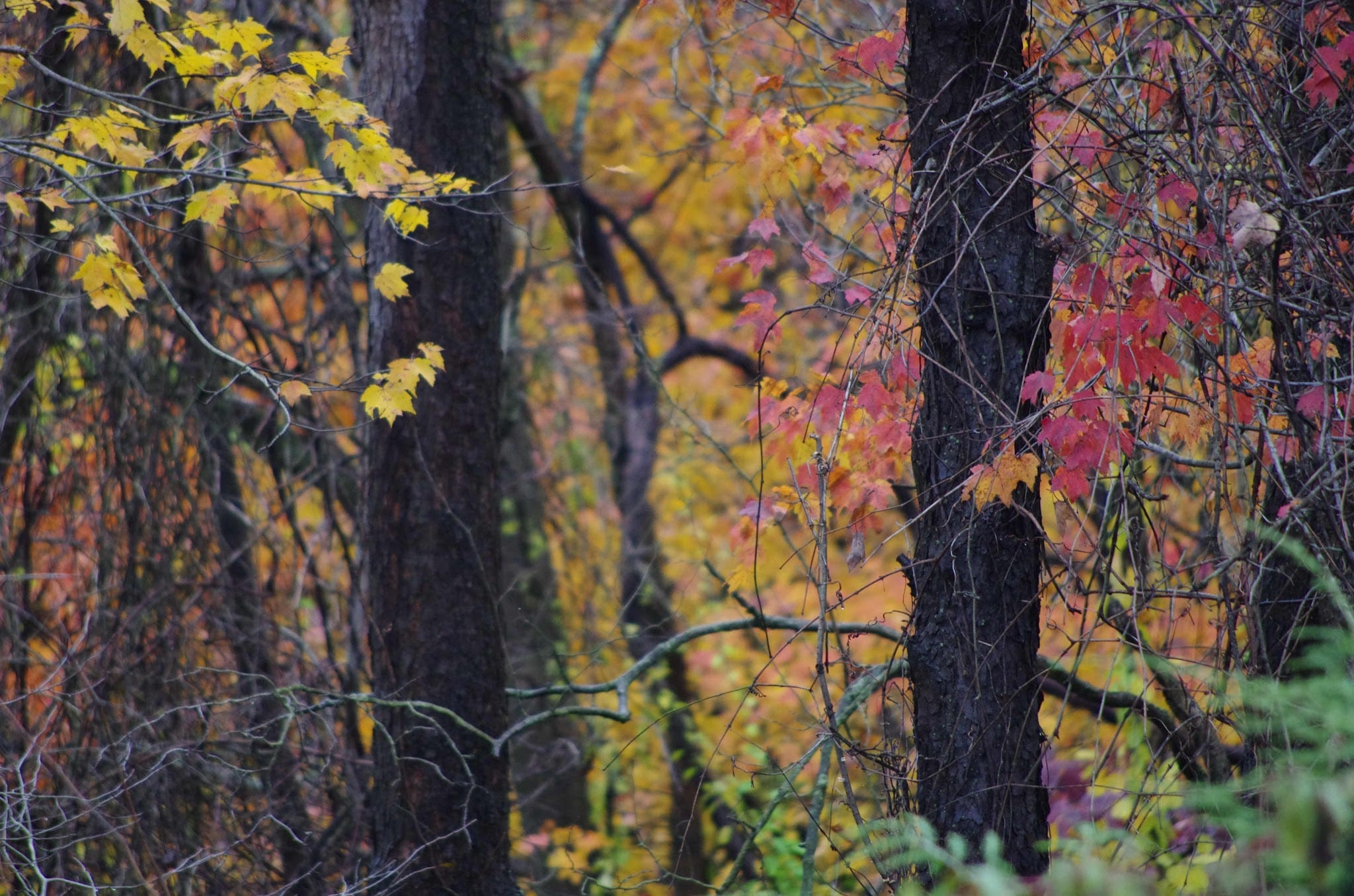 Robb Hollow Park - Pittsburgh, PA