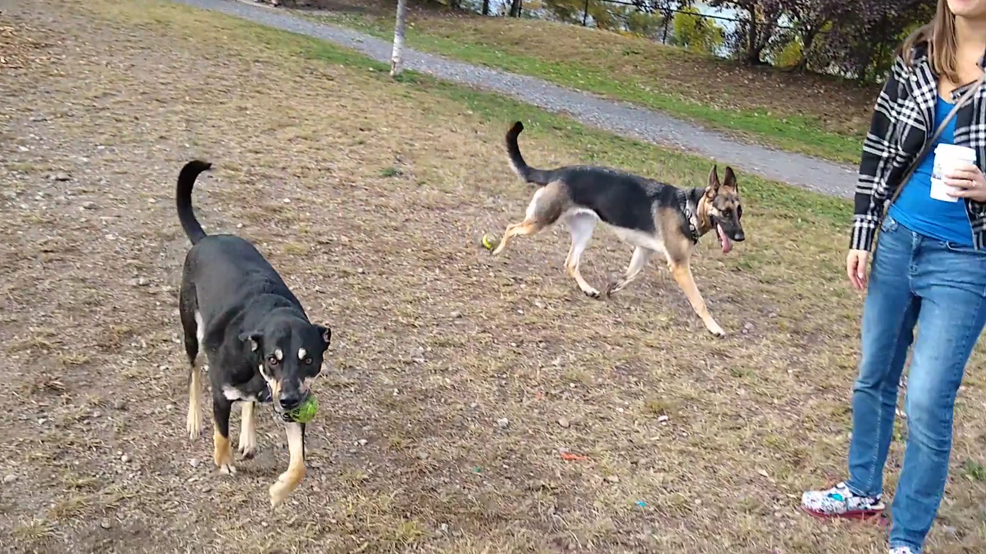 South Side Dog Park - Pittsburgh, PA
