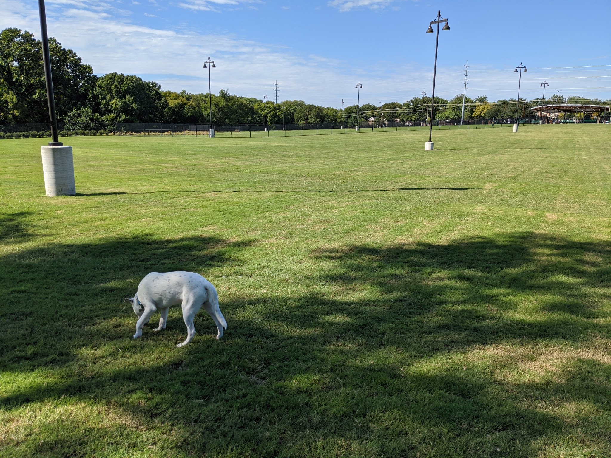Dog Park | Bob Woodruff - Plano, TX