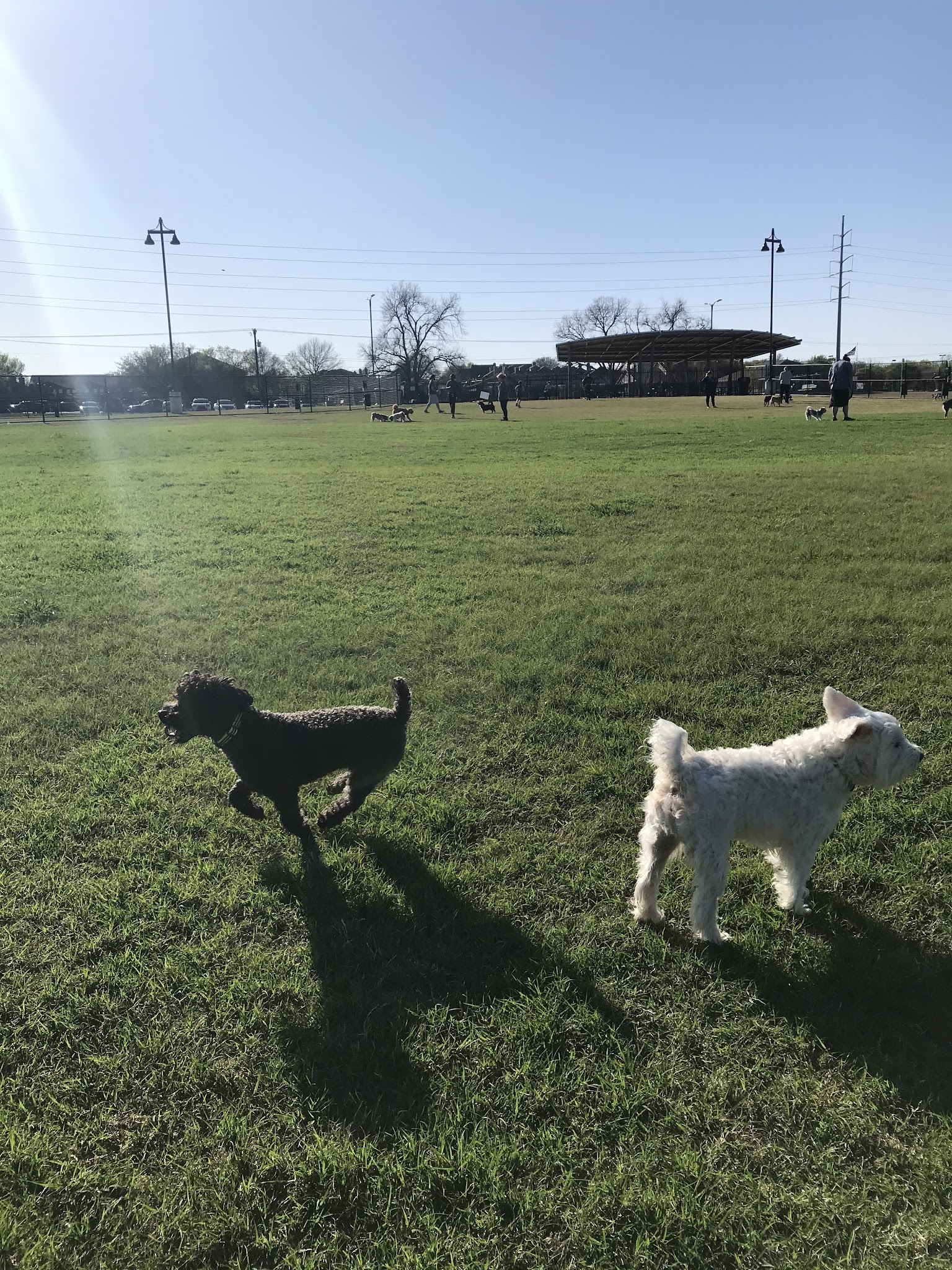 Dog Park | Bob Woodruff - Plano, TX