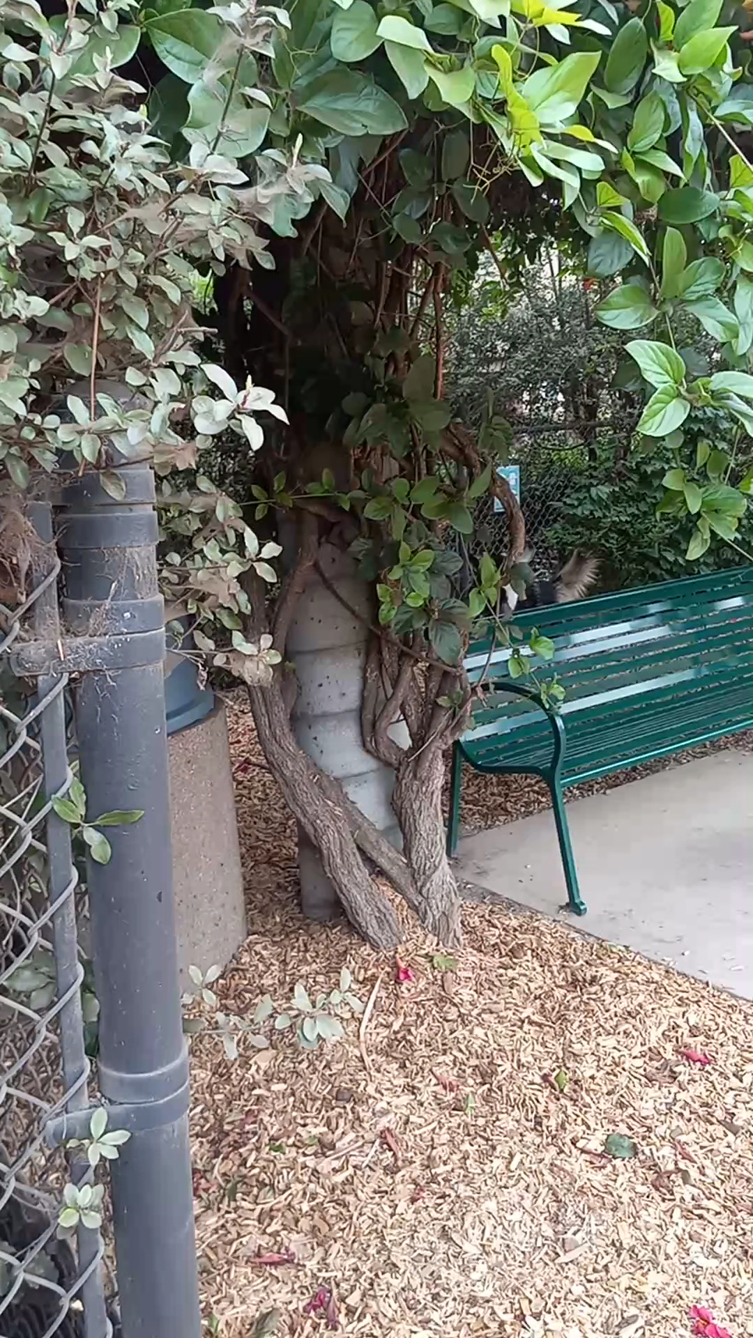 Longwood Dog Park - Playa Vista, CA