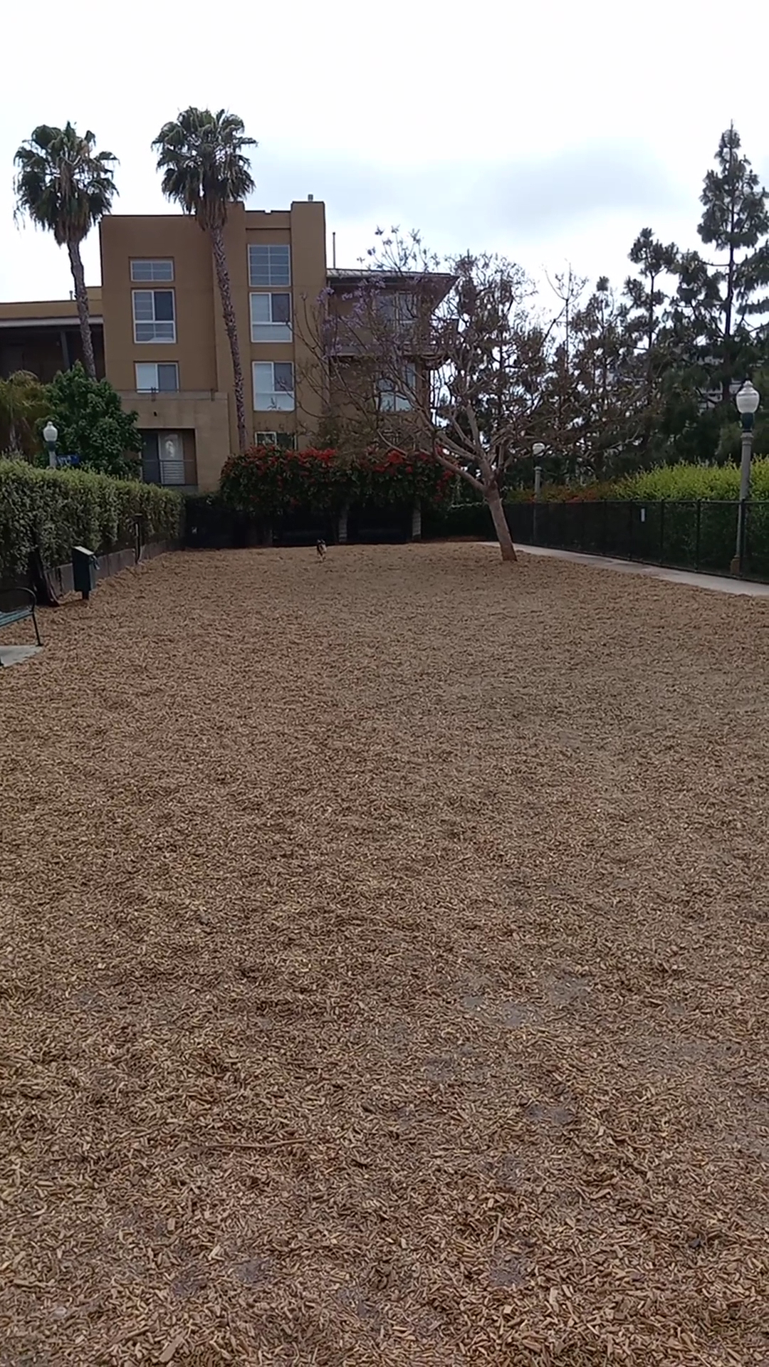 Longwood Dog Park - Playa Vista, CA