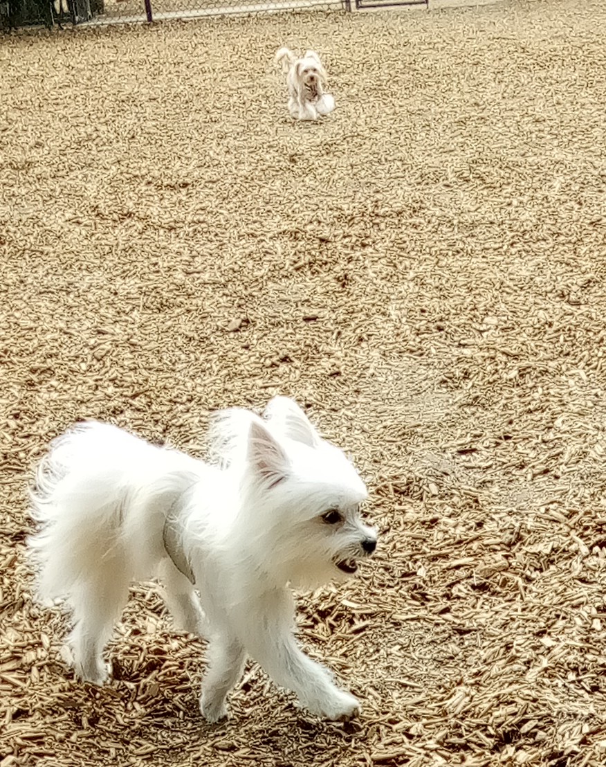 Longwood Dog Park - Playa Vista, CA
