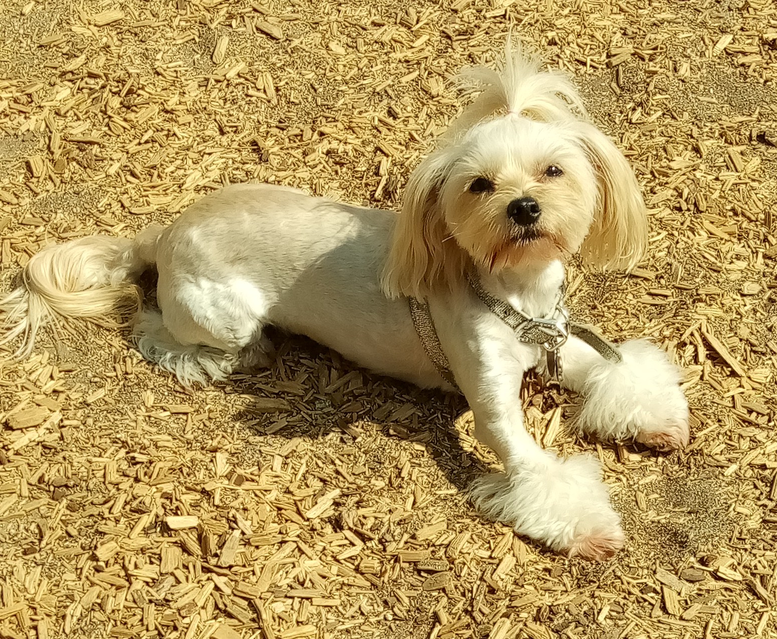 Longwood Dog Park - Playa Vista, CA