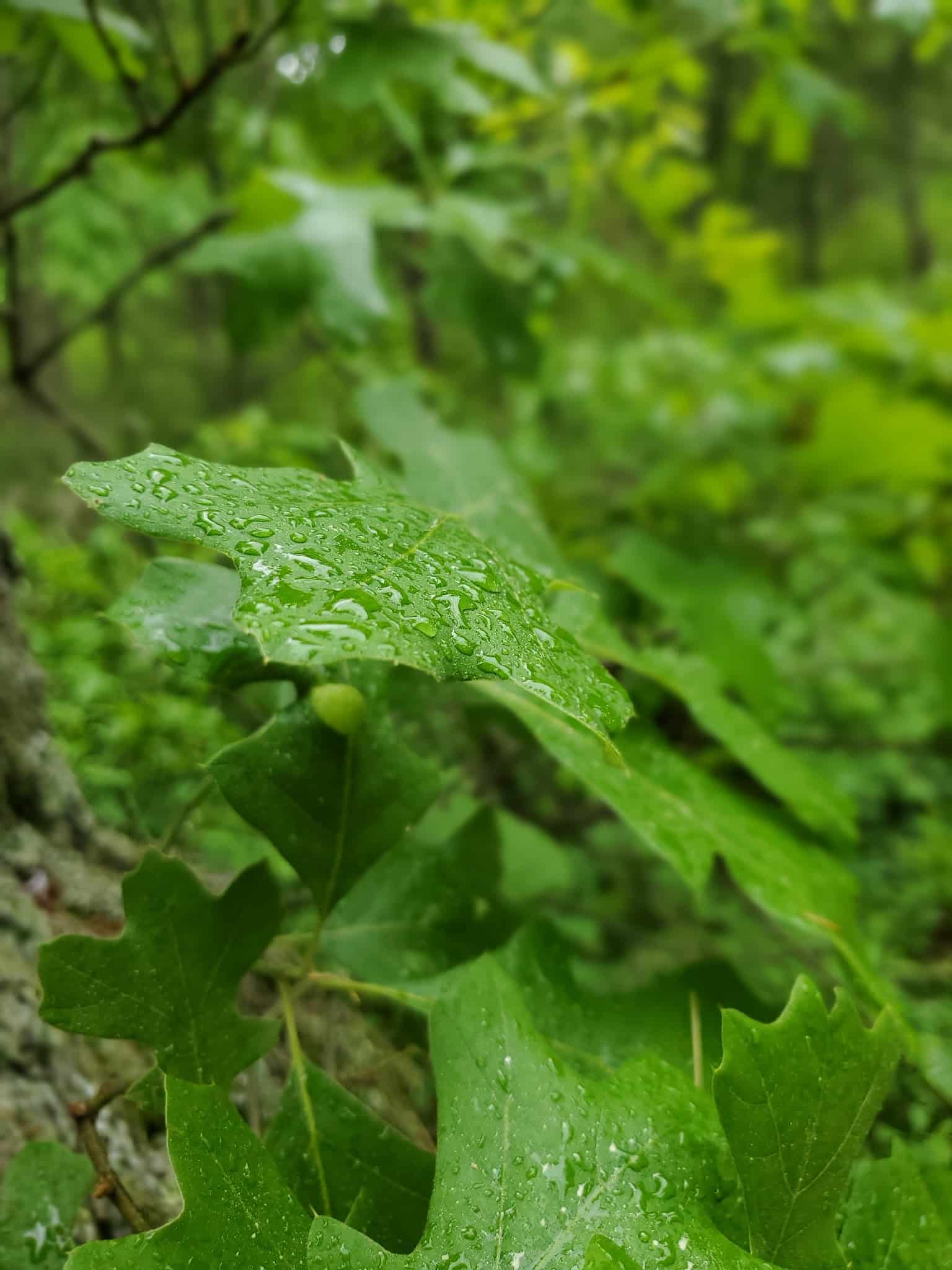 West Plymouth Recreation Area Park - Plymouth, MA