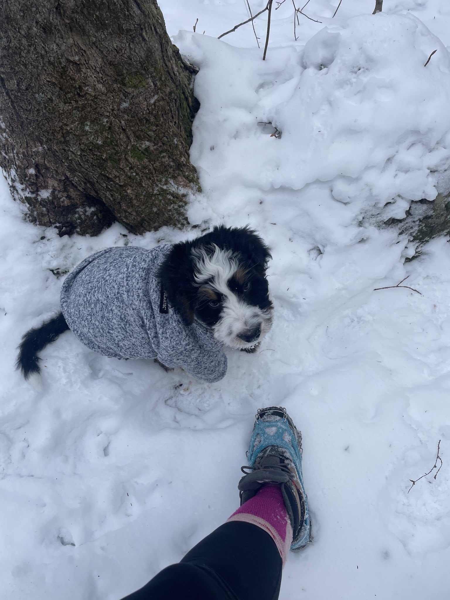 Fauver Link Trail - Plymouth, NH