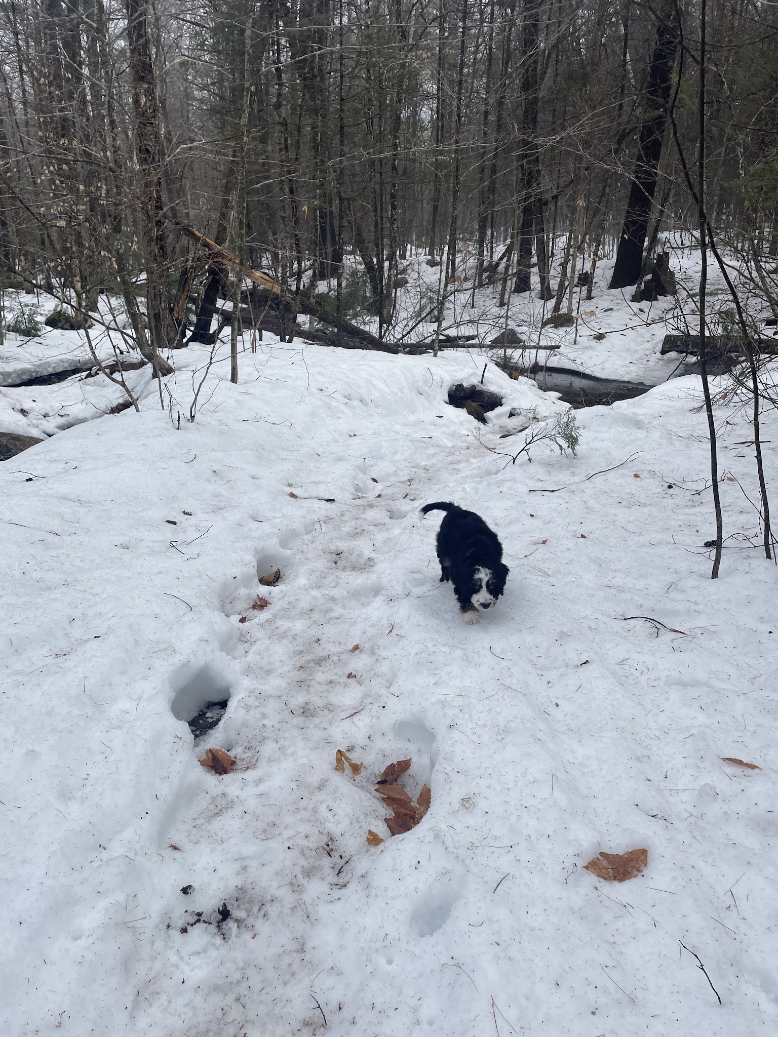 Fauver Link Trail - Plymouth, NH