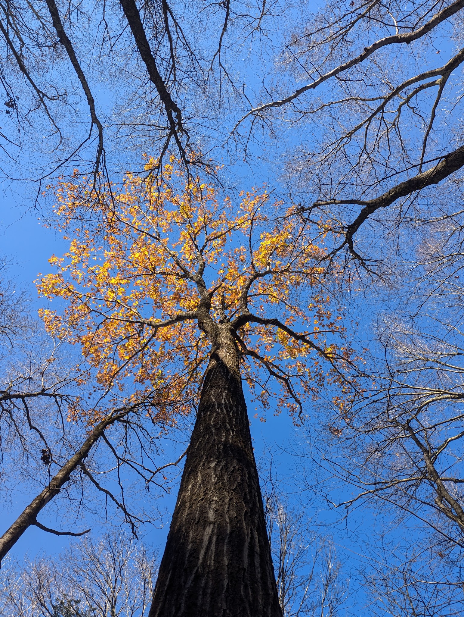 Learn Road Park - Pocono Township, PA