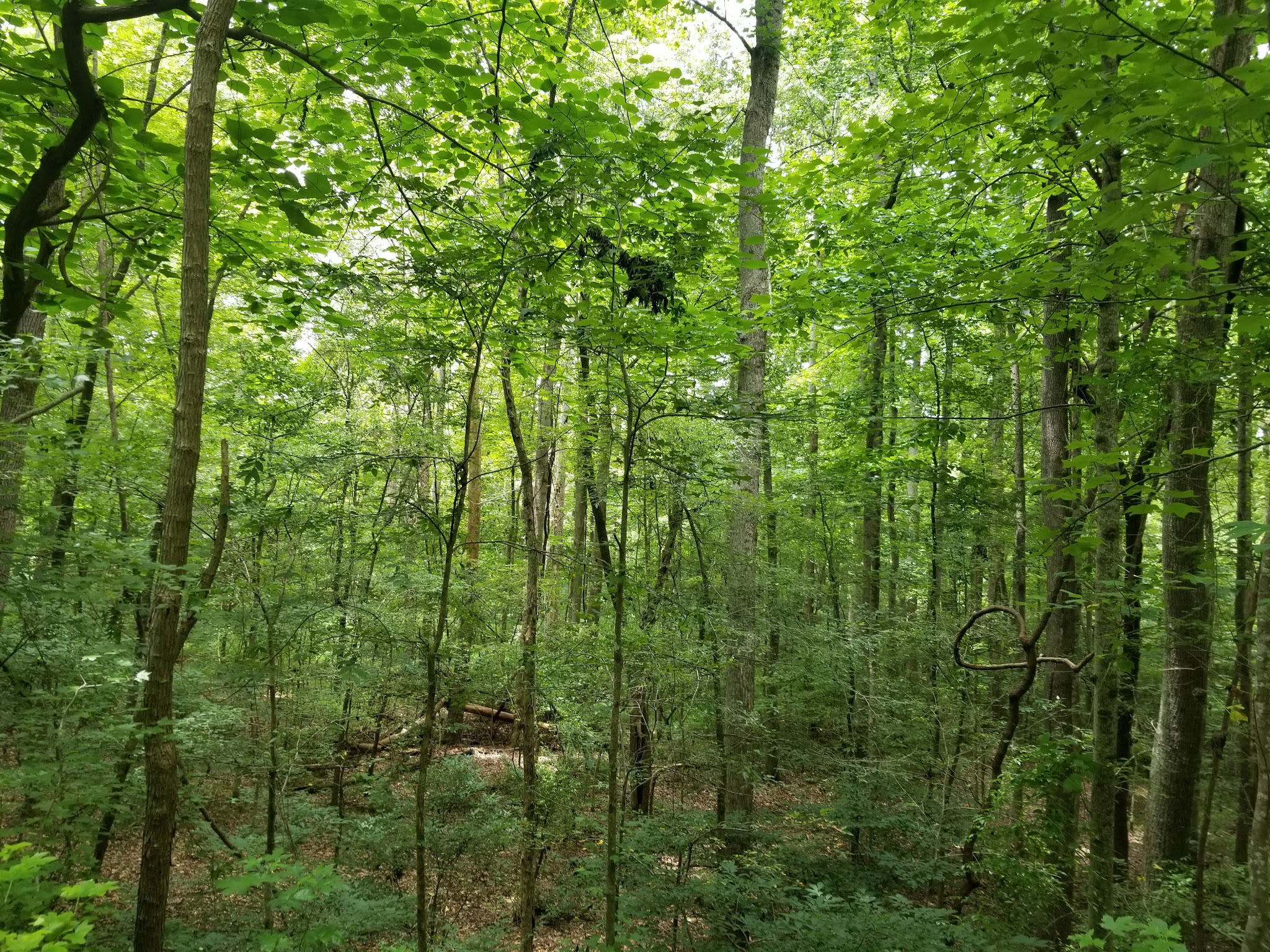 Peak To Prosperity Passage of the Palmetto Trail - Pomaria, SC
