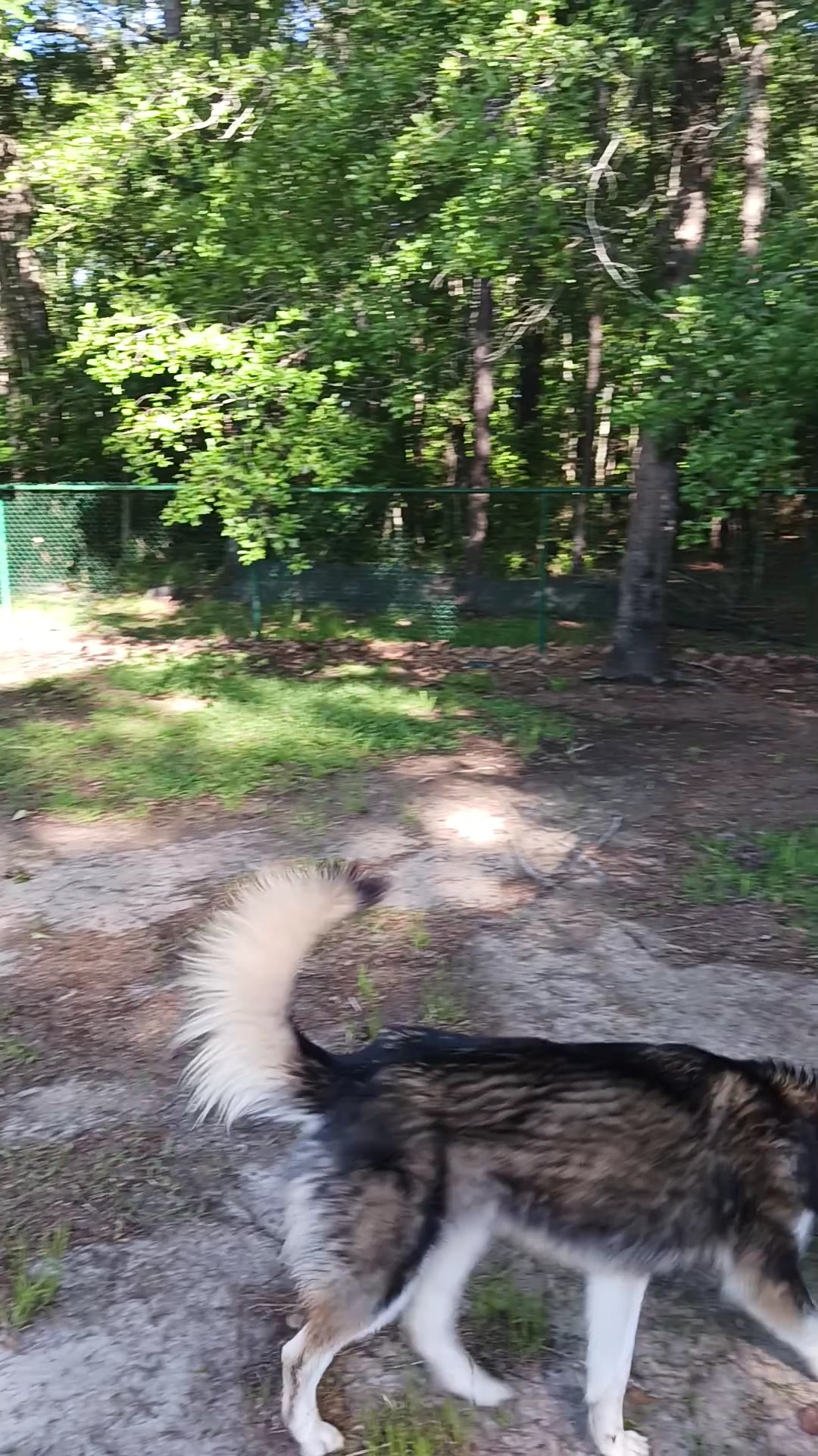 Easthaven dog park - Pooler, GA