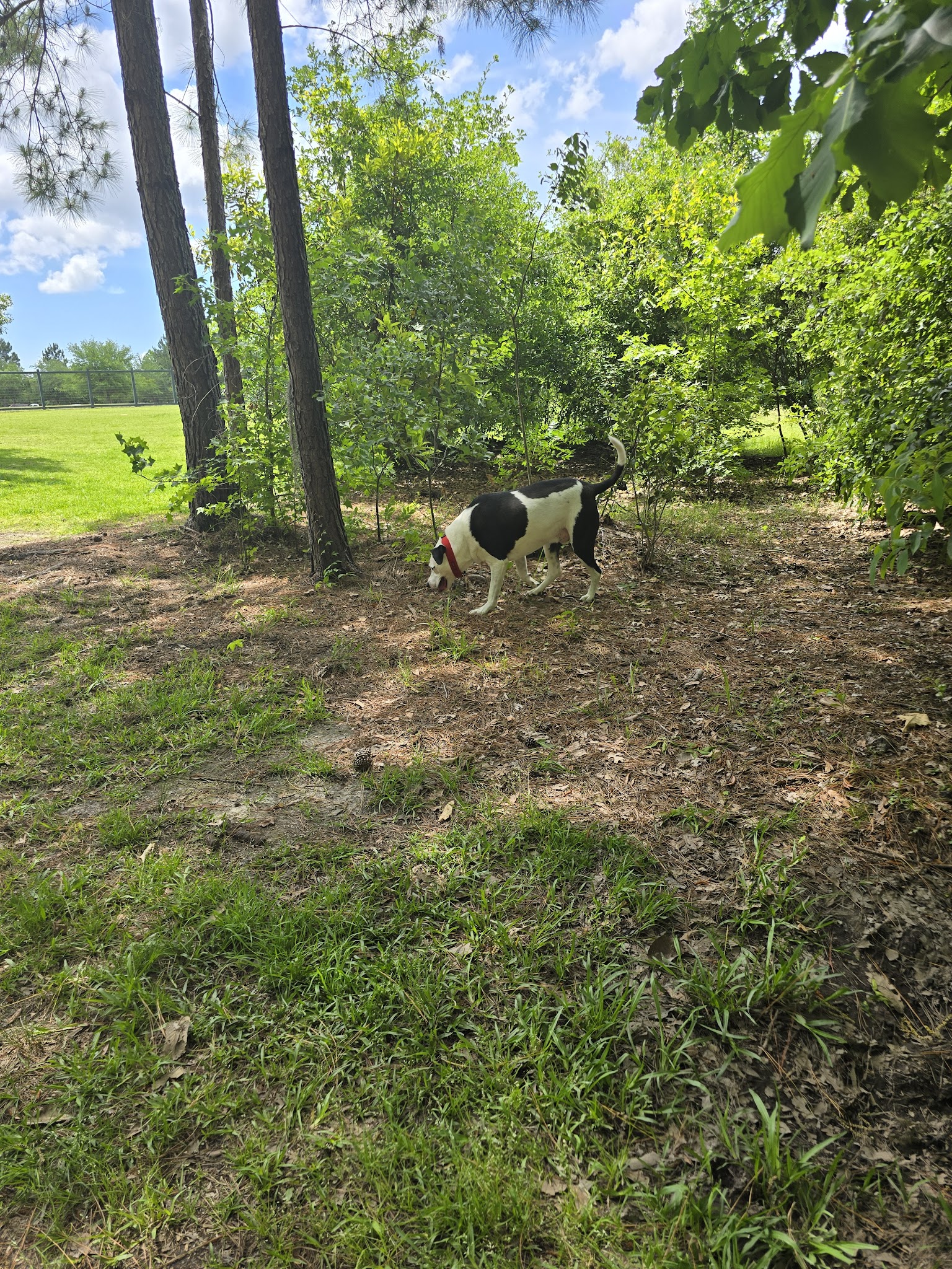 Easthaven dog park - Pooler, GA