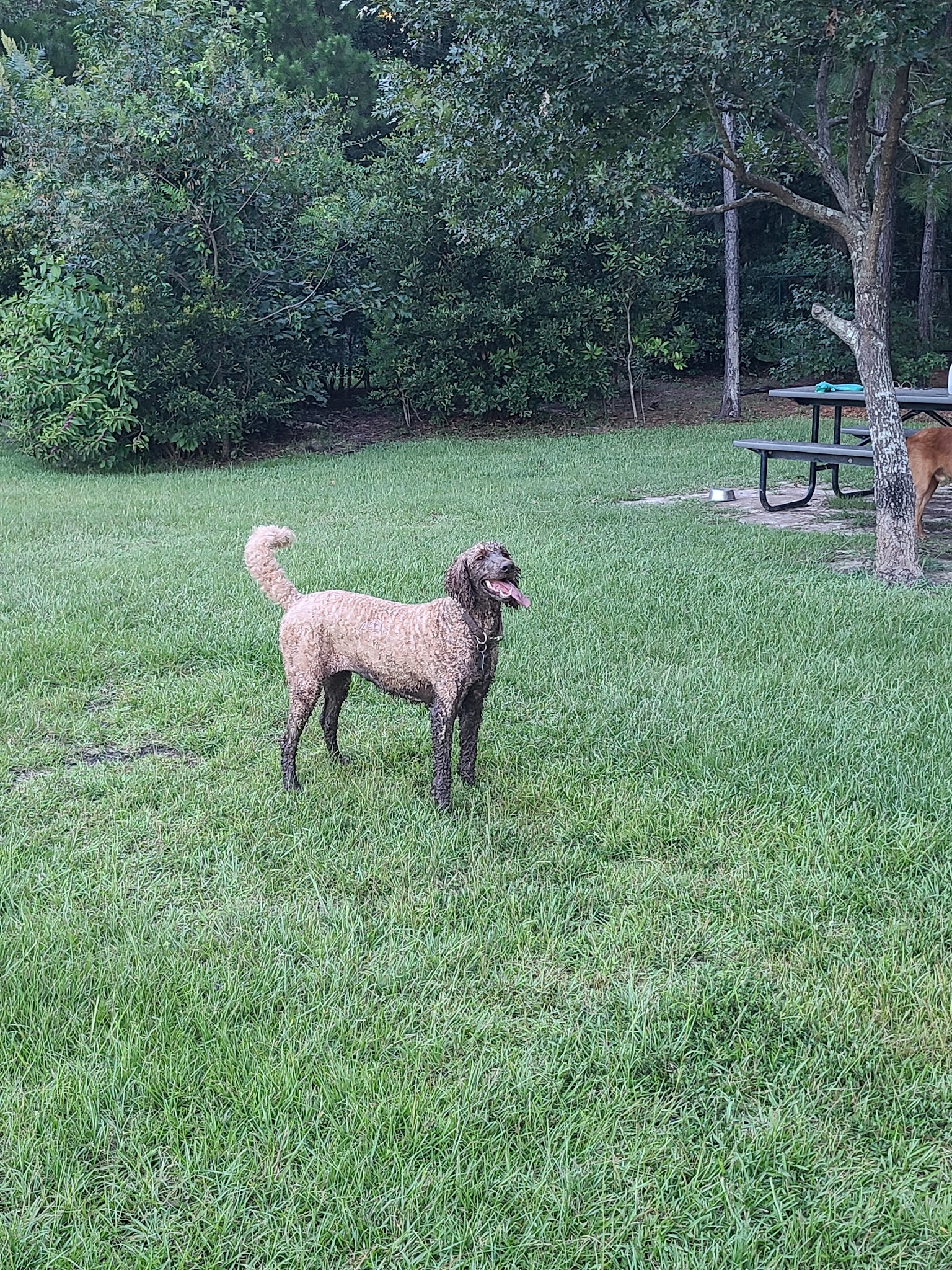 Easthaven dog park - Pooler, GA