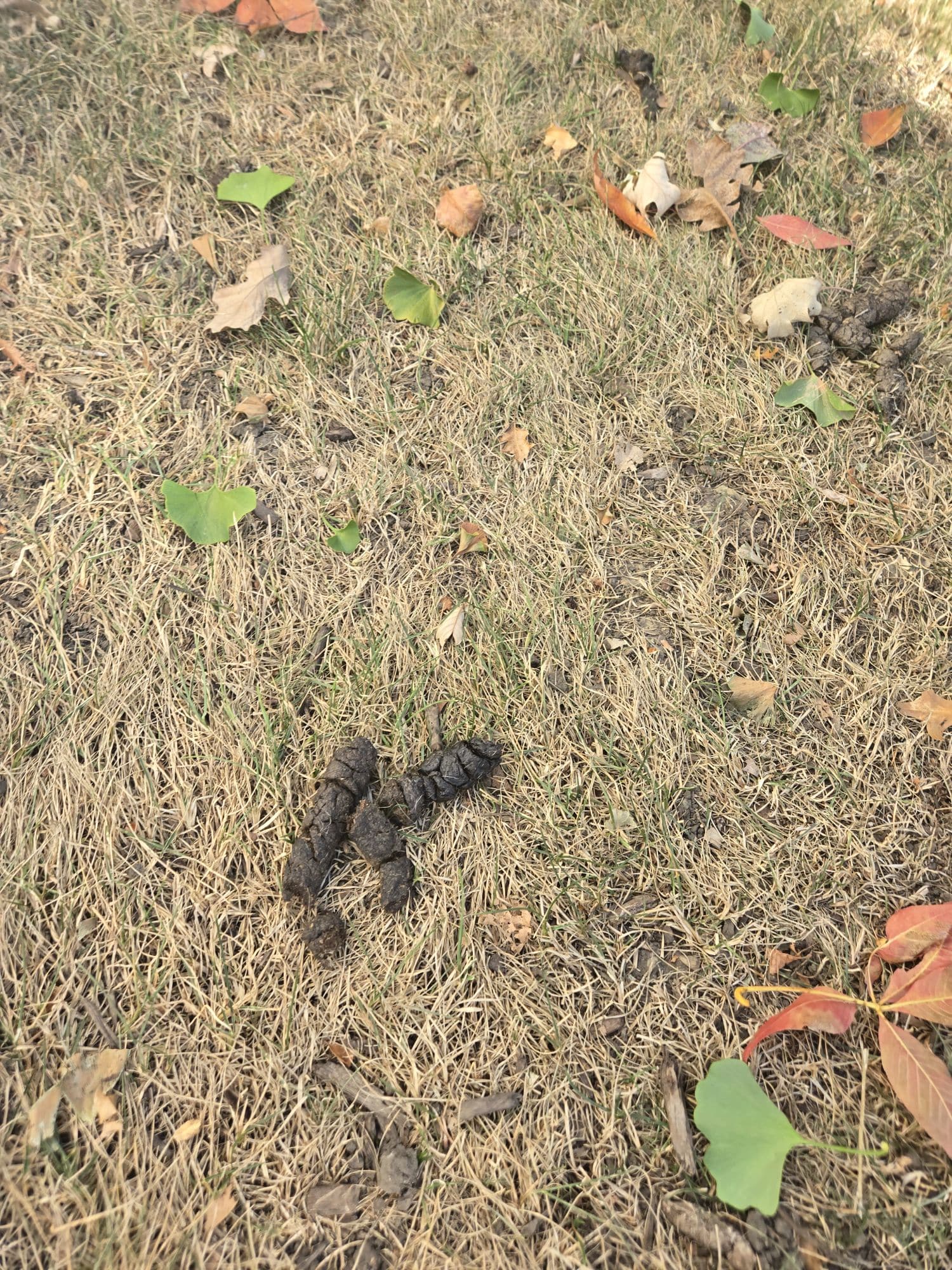 Poos the Boss Algonquin Dog Waste Removal Service - ,