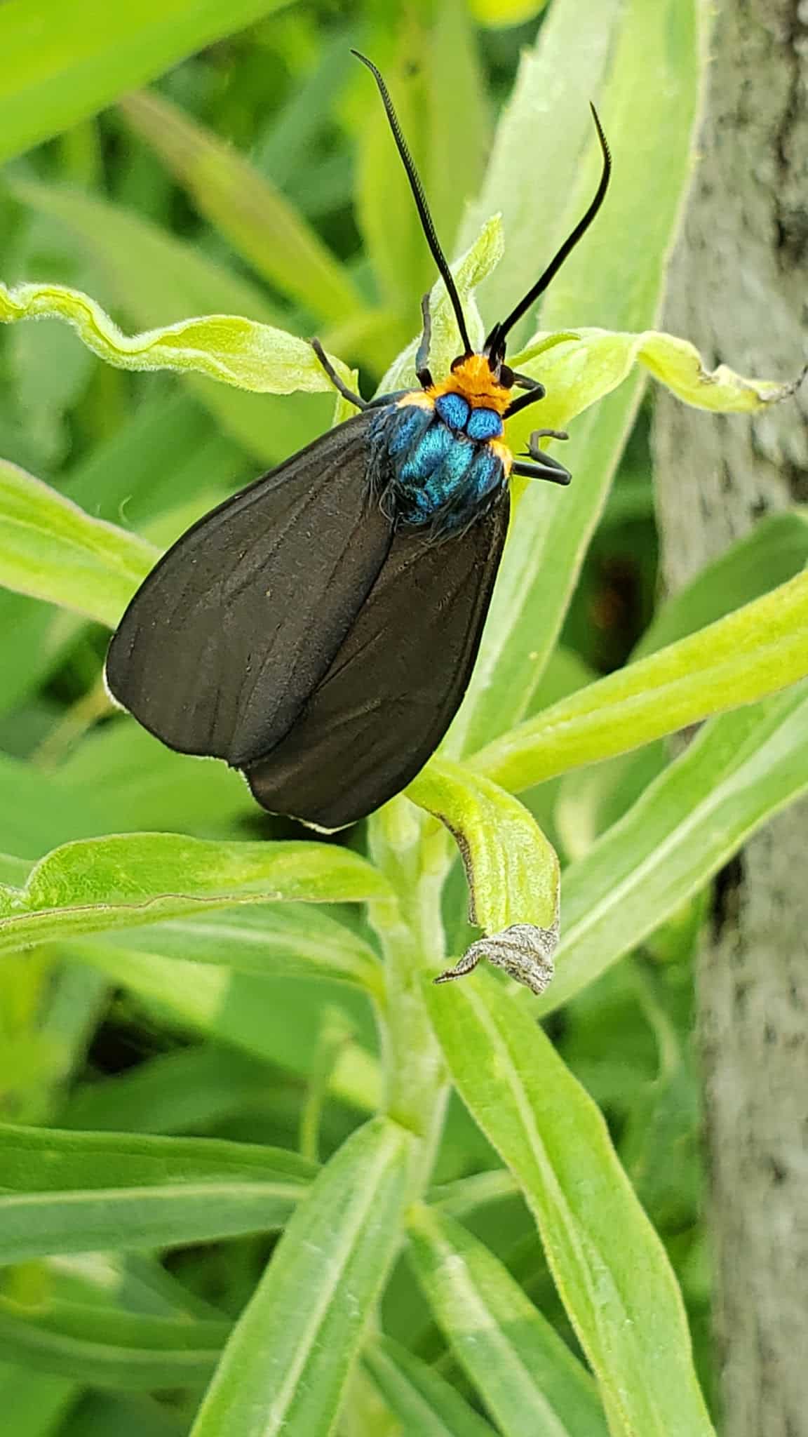 Halfmoon Park - Port Matilda, PA