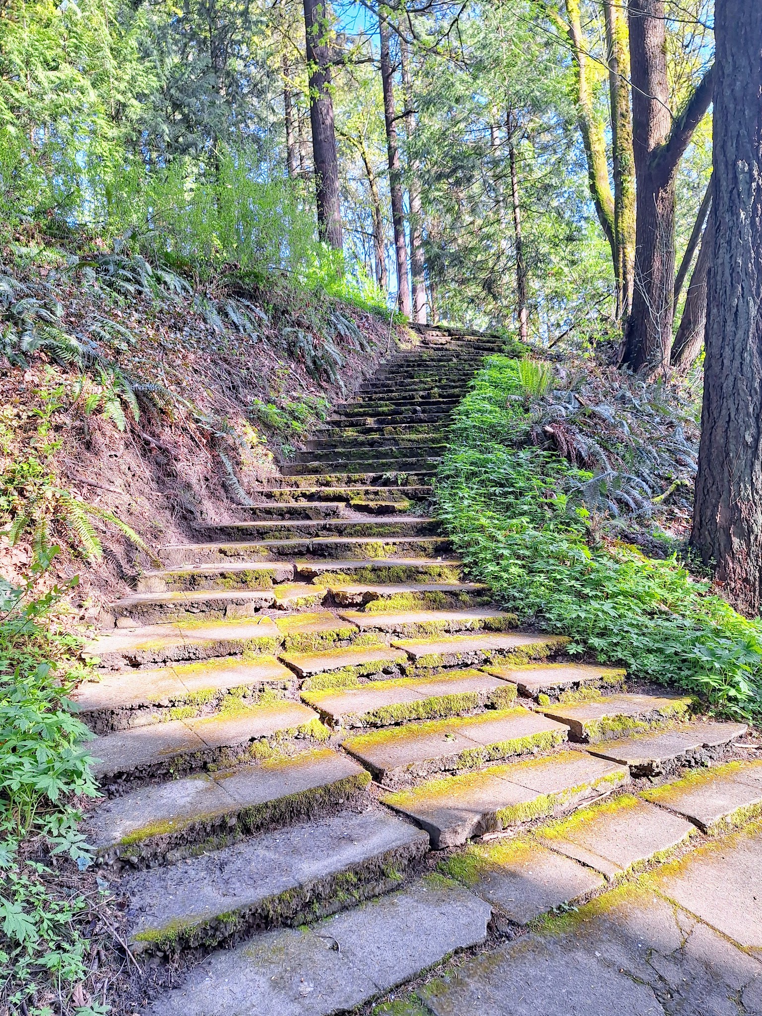 Stearns Canyon Trails / Cloud Forest Walk - Portland, OR