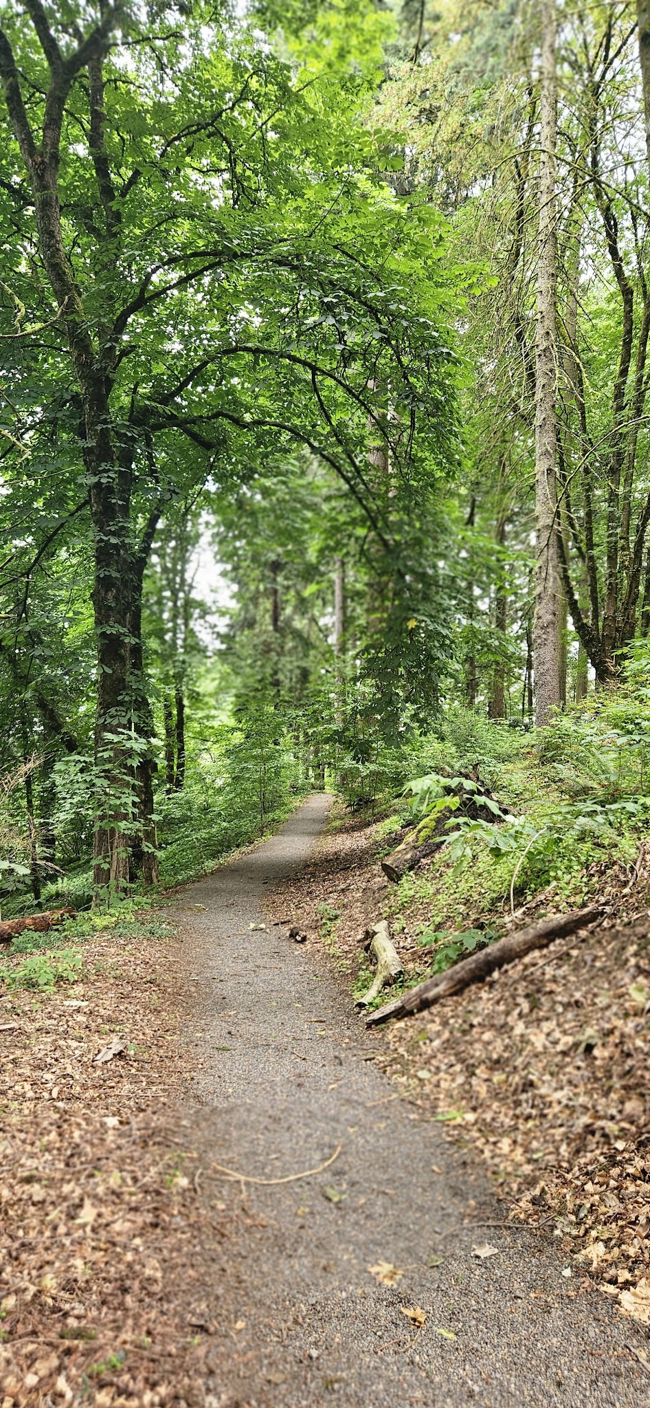 Stearns Canyon Trails / Cloud Forest Walk - Portland, OR