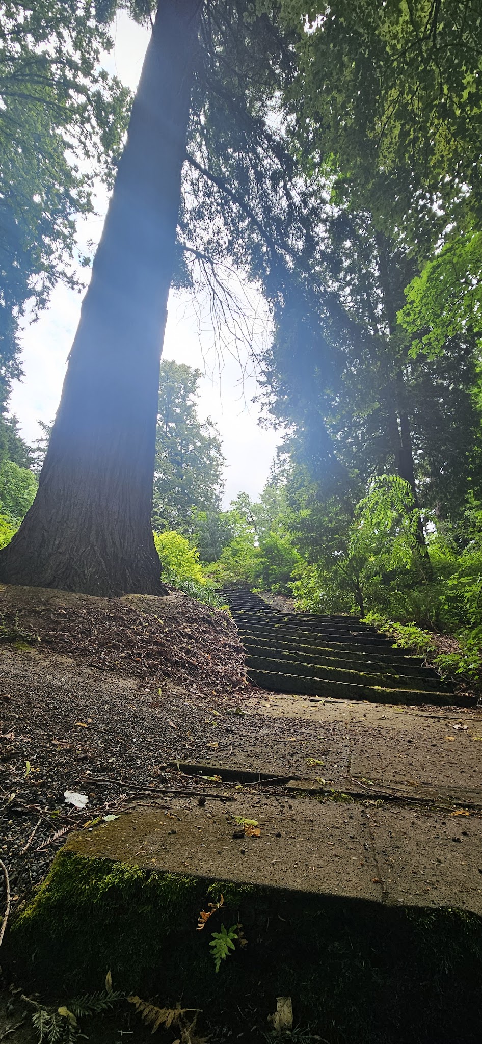 Stearns Canyon Trails / Cloud Forest Walk - Portland, OR