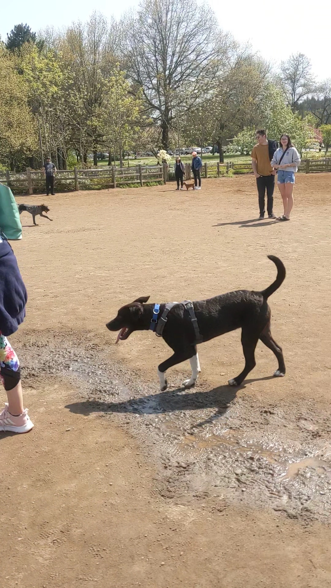 Willamette Park Off-Leash Dog Area - Portland, OR