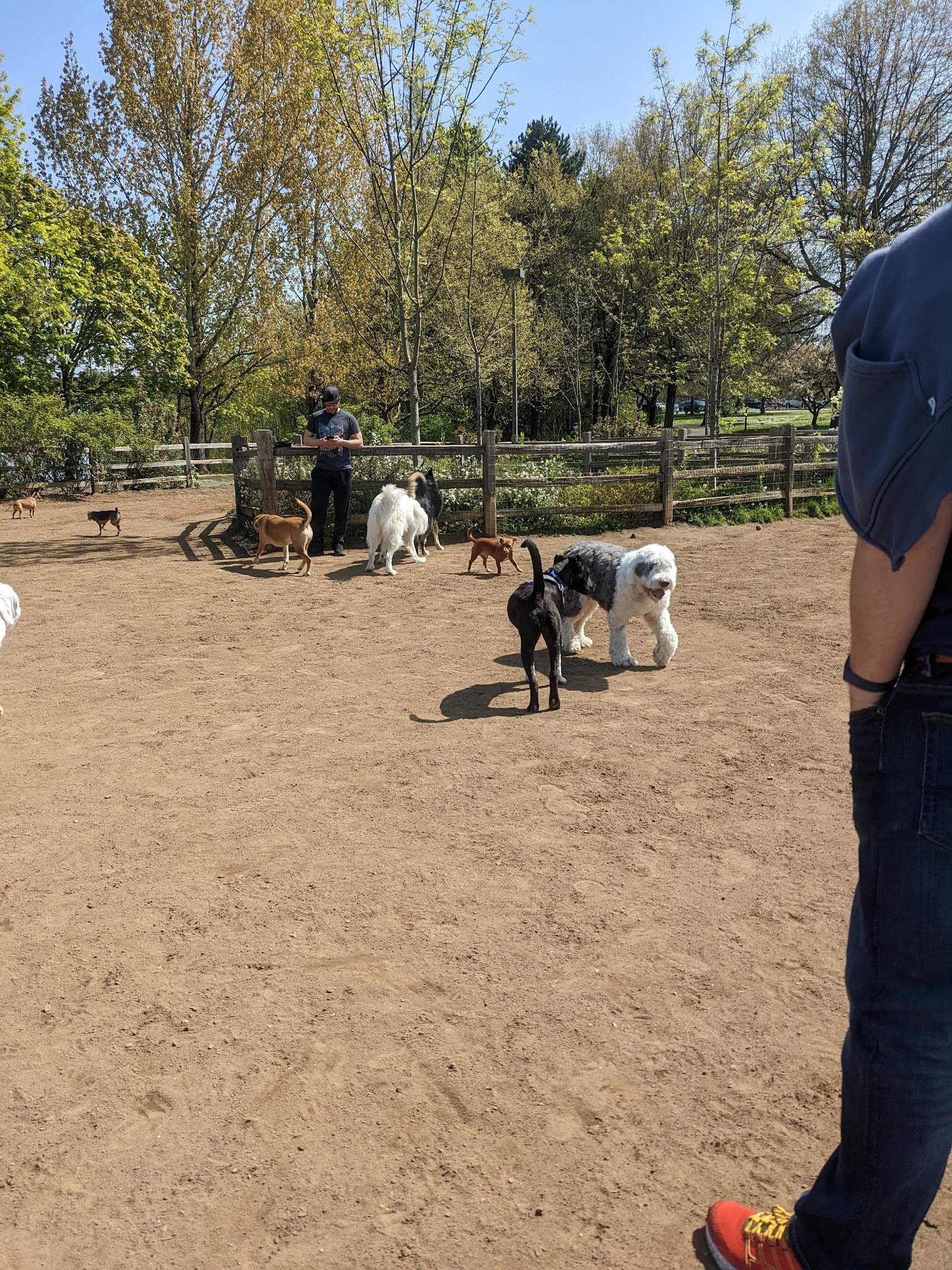 Willamette Park Off-Leash Dog Area - Portland, OR