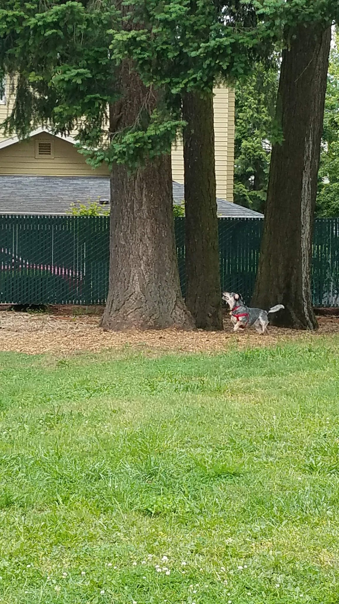 Dog Park - Portland, OR