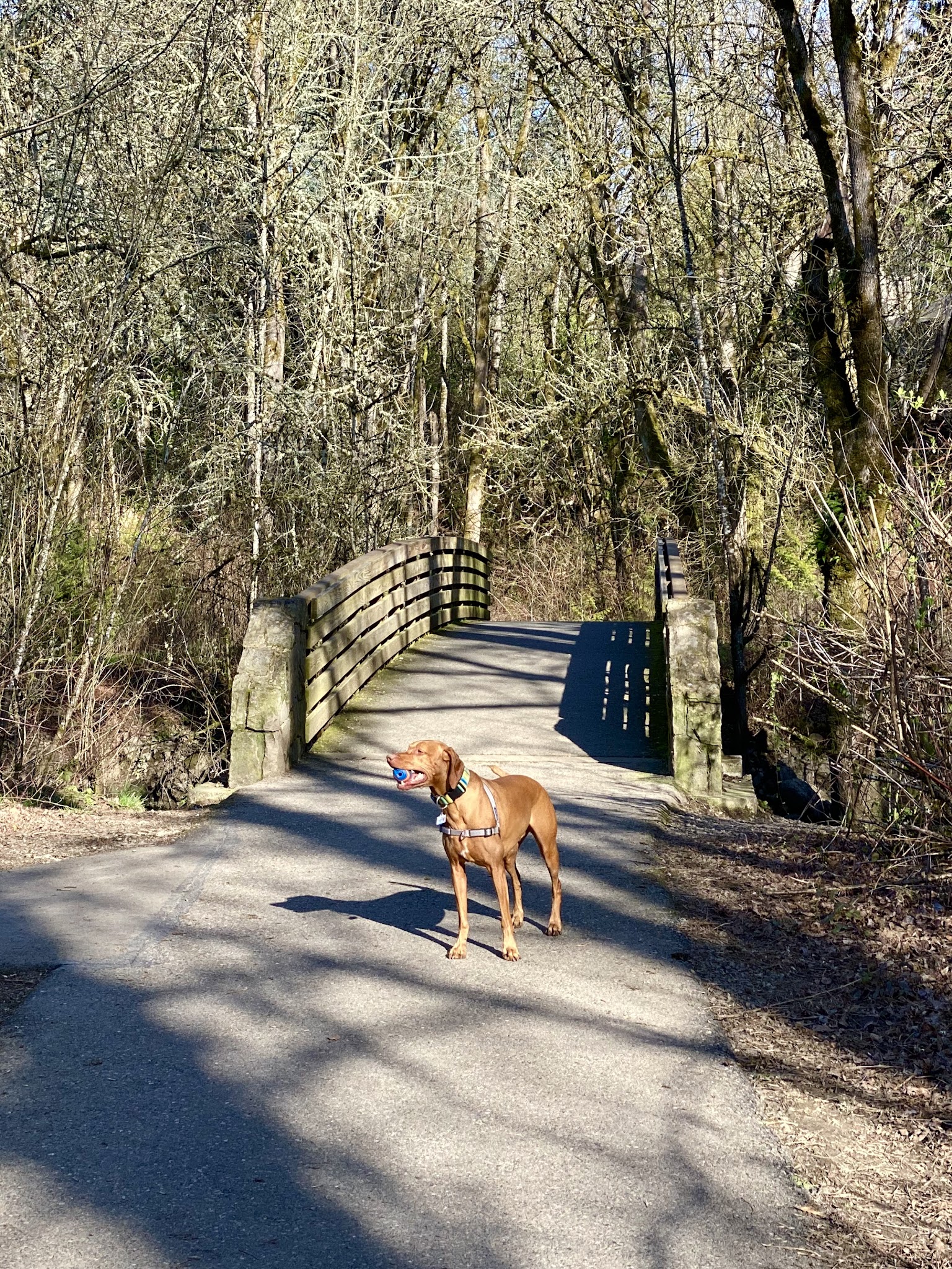 Durham Park Off Leash area - Portland, OR