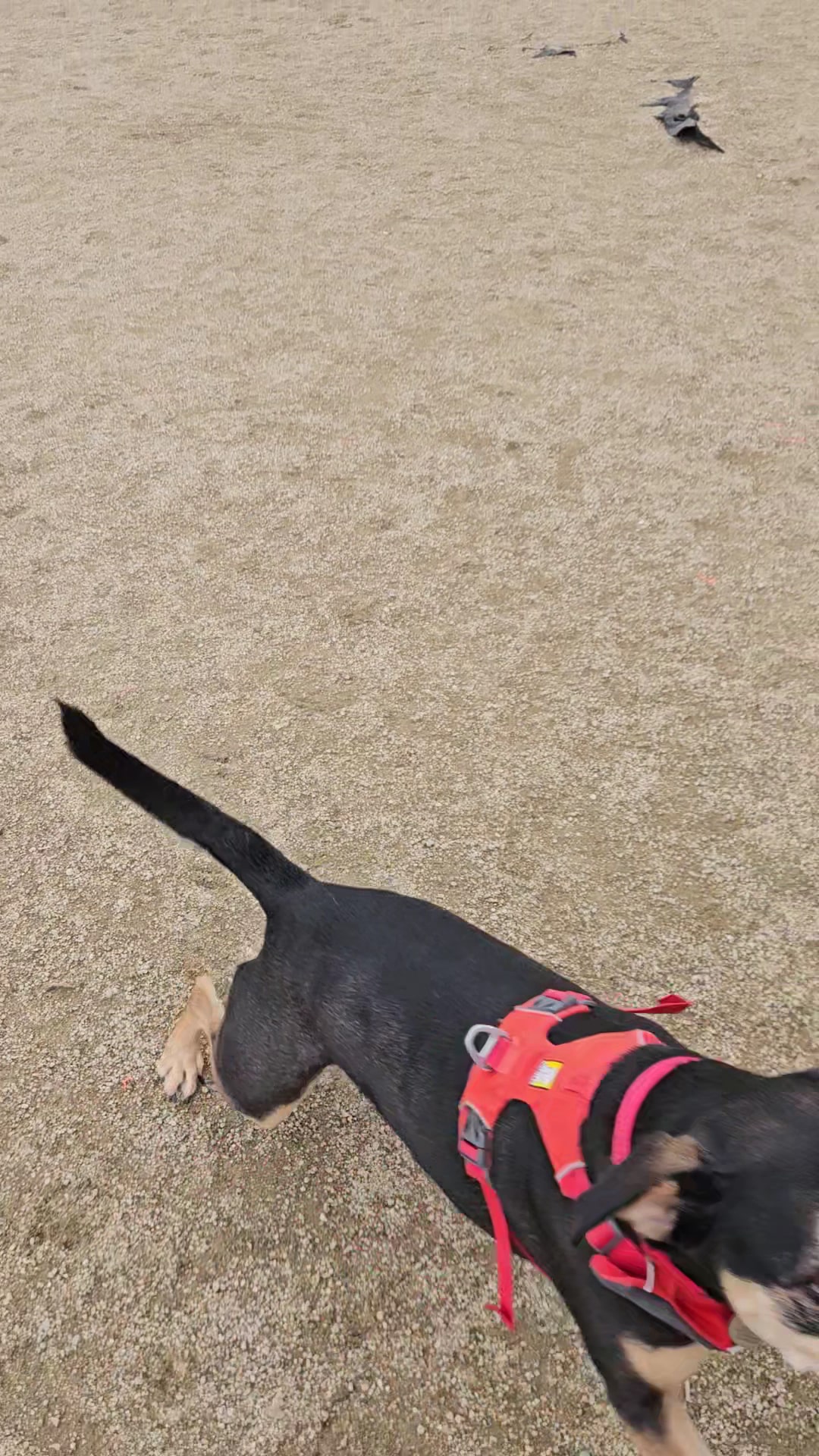 Fenced Off-Leash Dog Area - Portland, OR