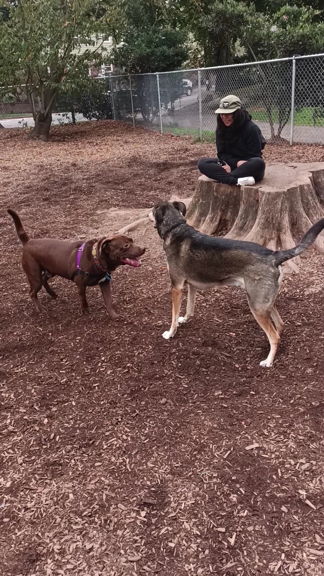 Fenced Off-Leash Dog Park - Portland, OR