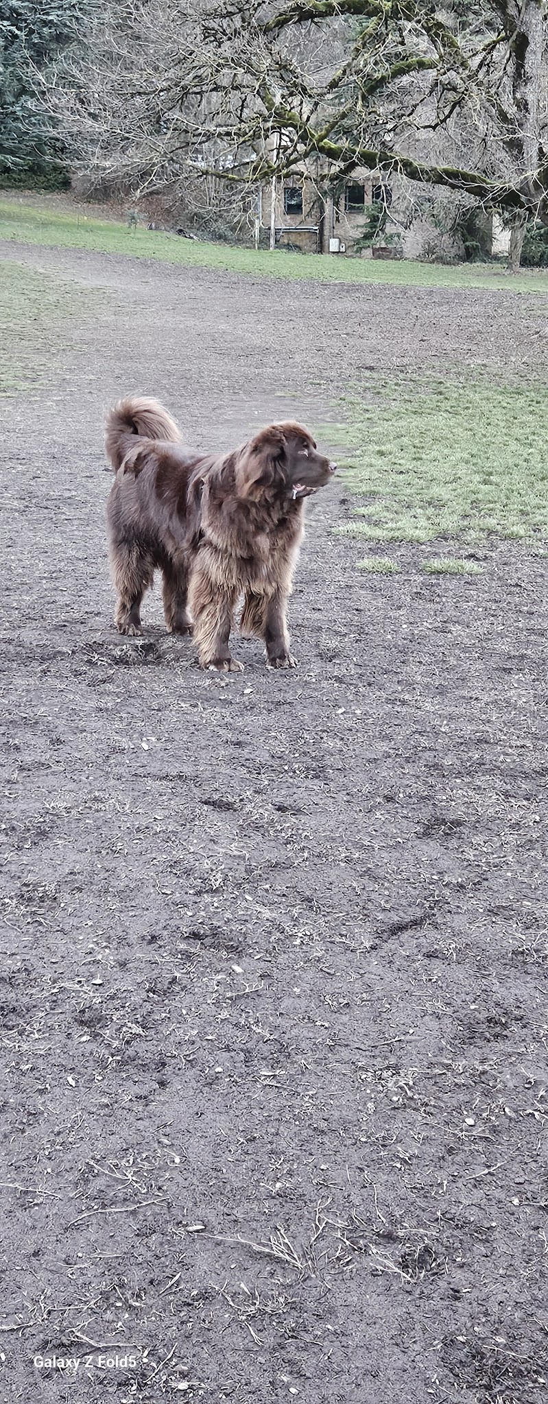 Fenced Off-Leash Dog Park - Portland, OR